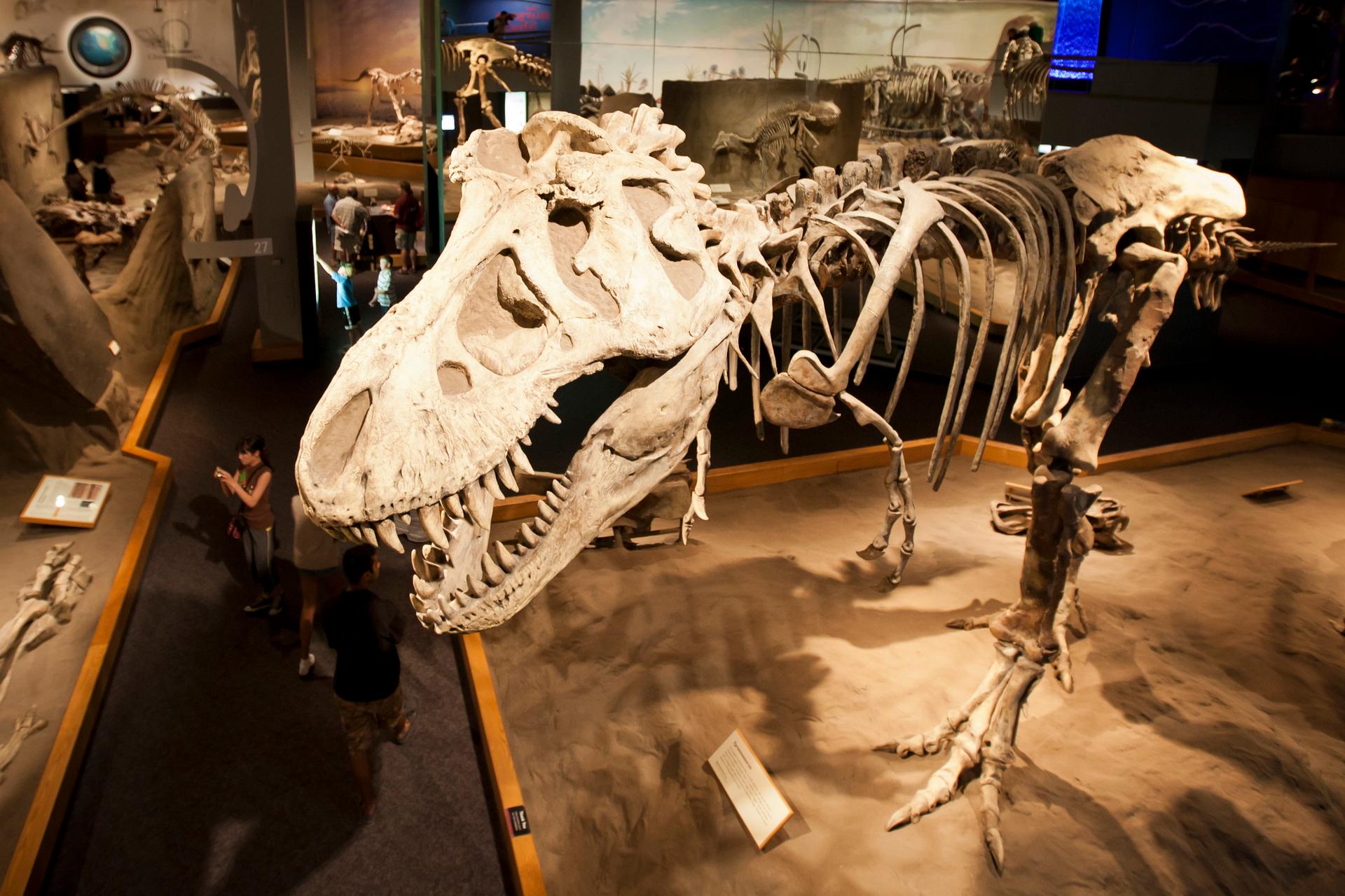 The Royal Tyrrell Museum