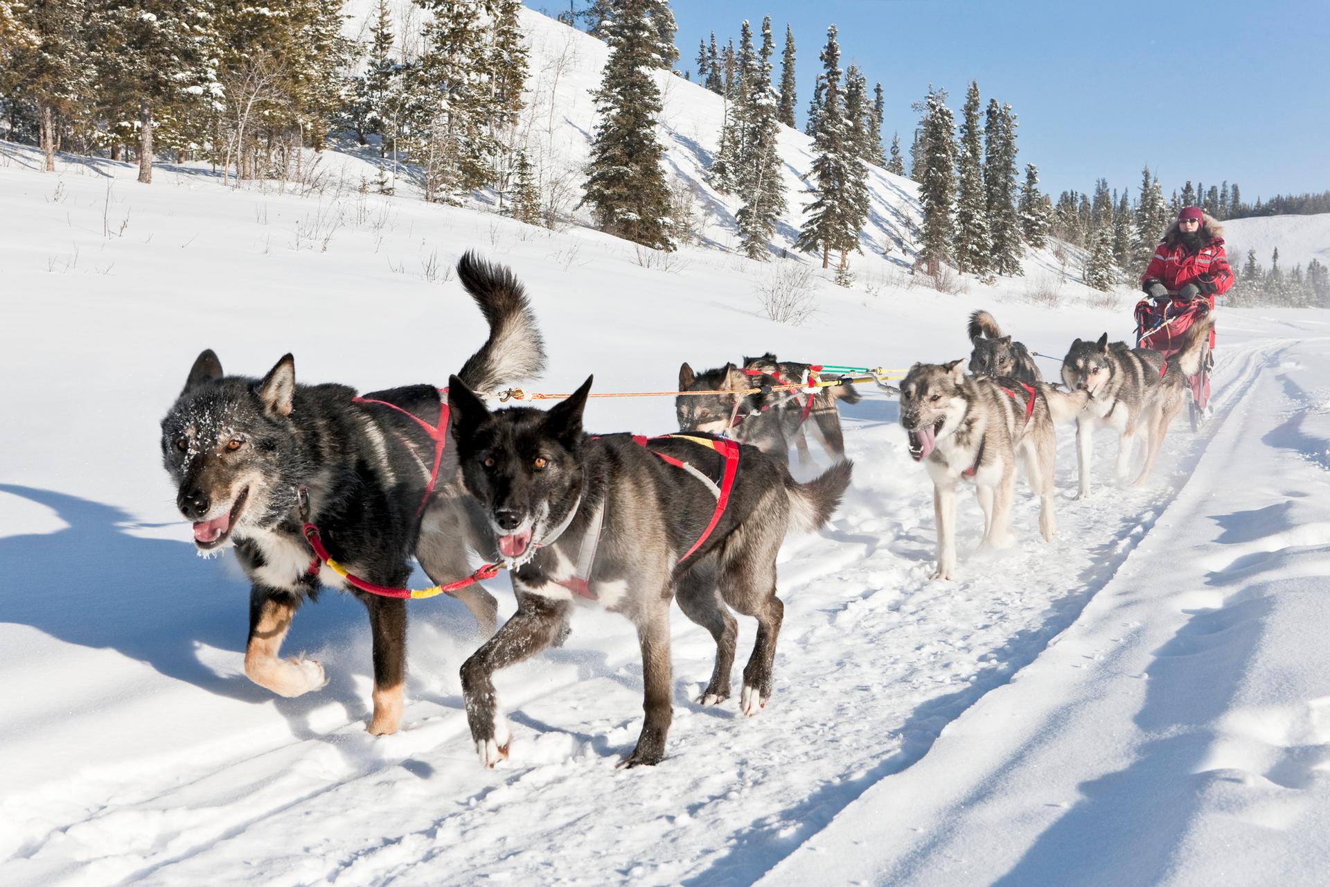 Dogsledding experiences