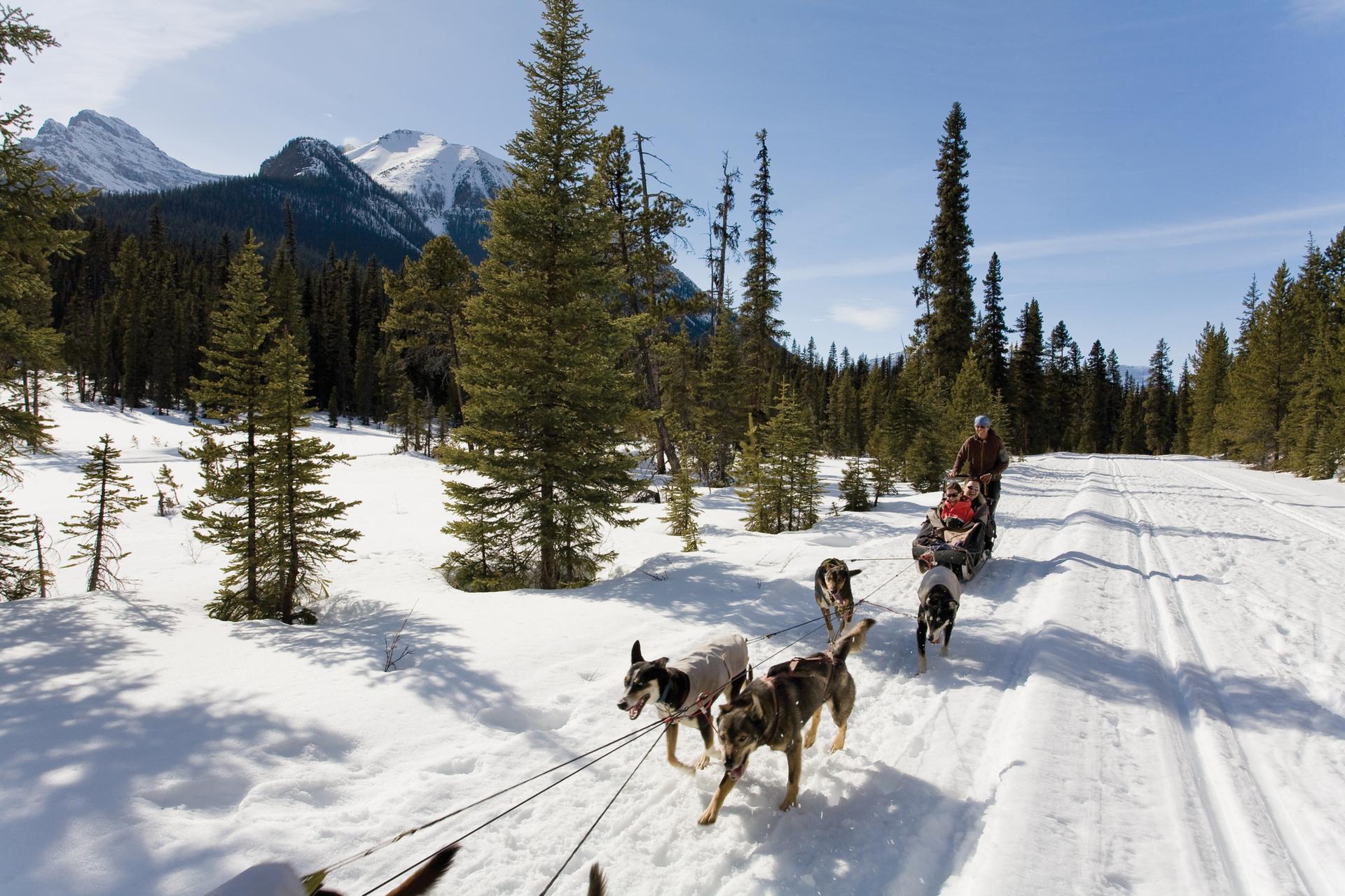 Dog sledding in Lake Louise