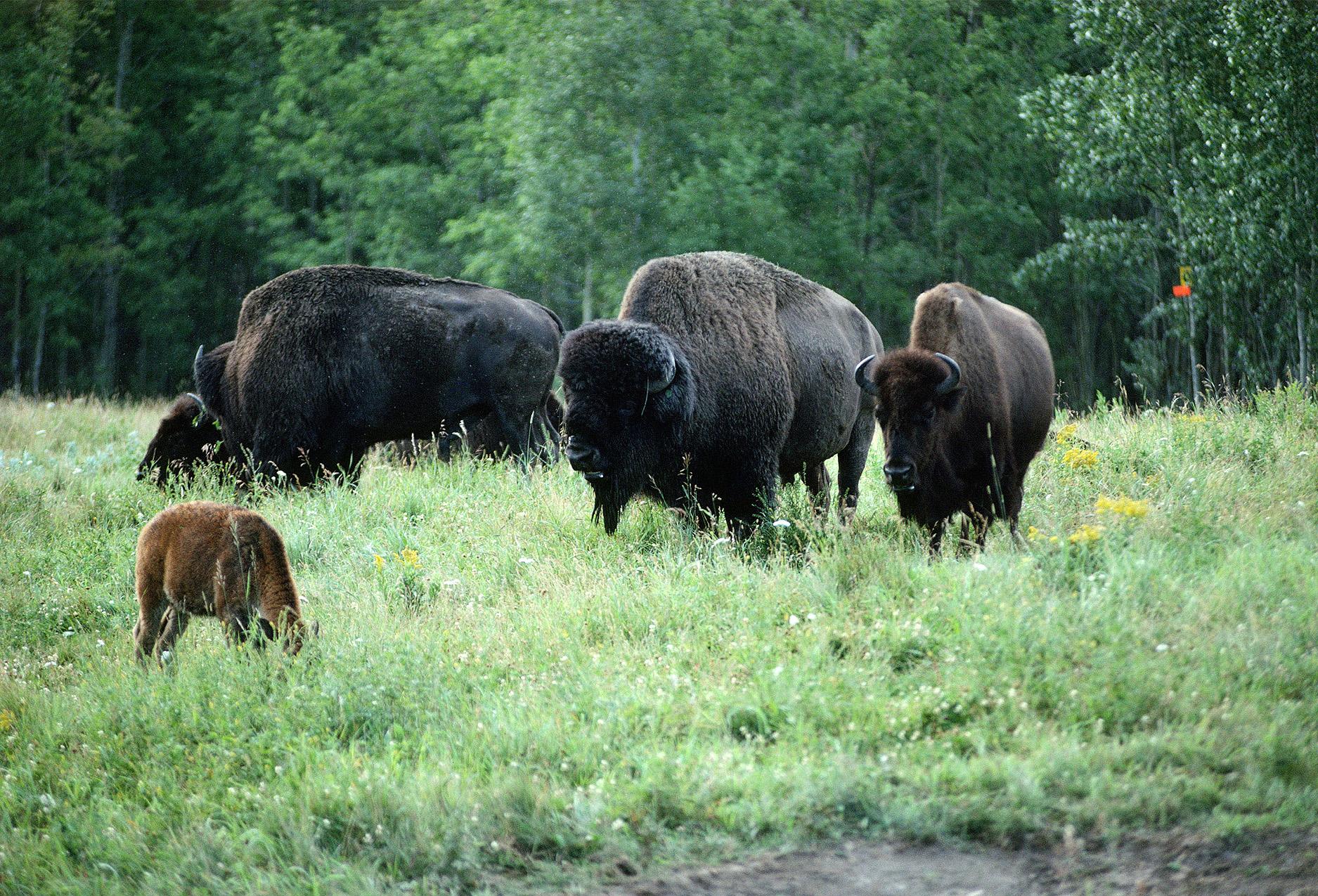 Elk Island National Park, Edmonton, Alberta