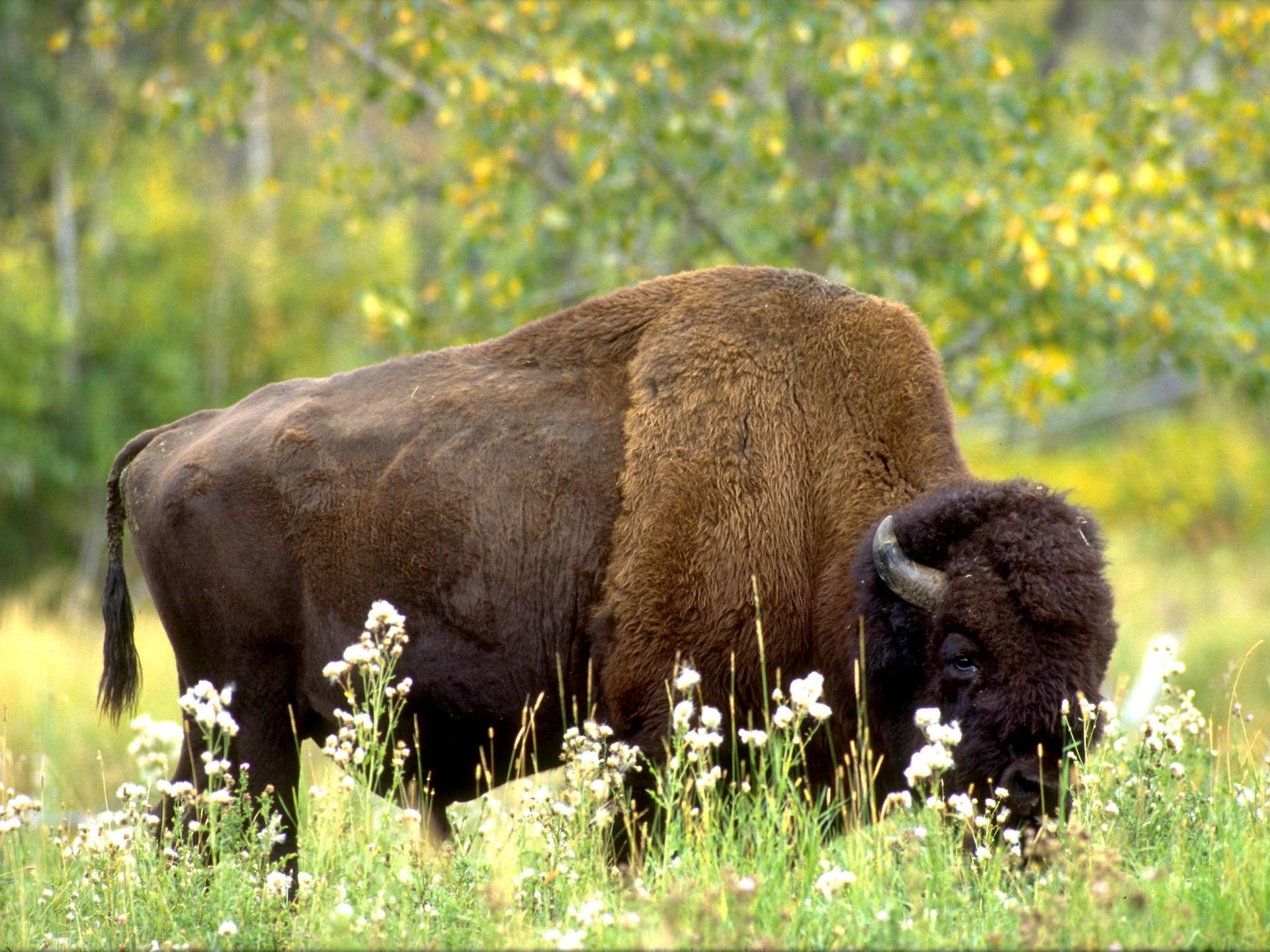 Elk Island National Park