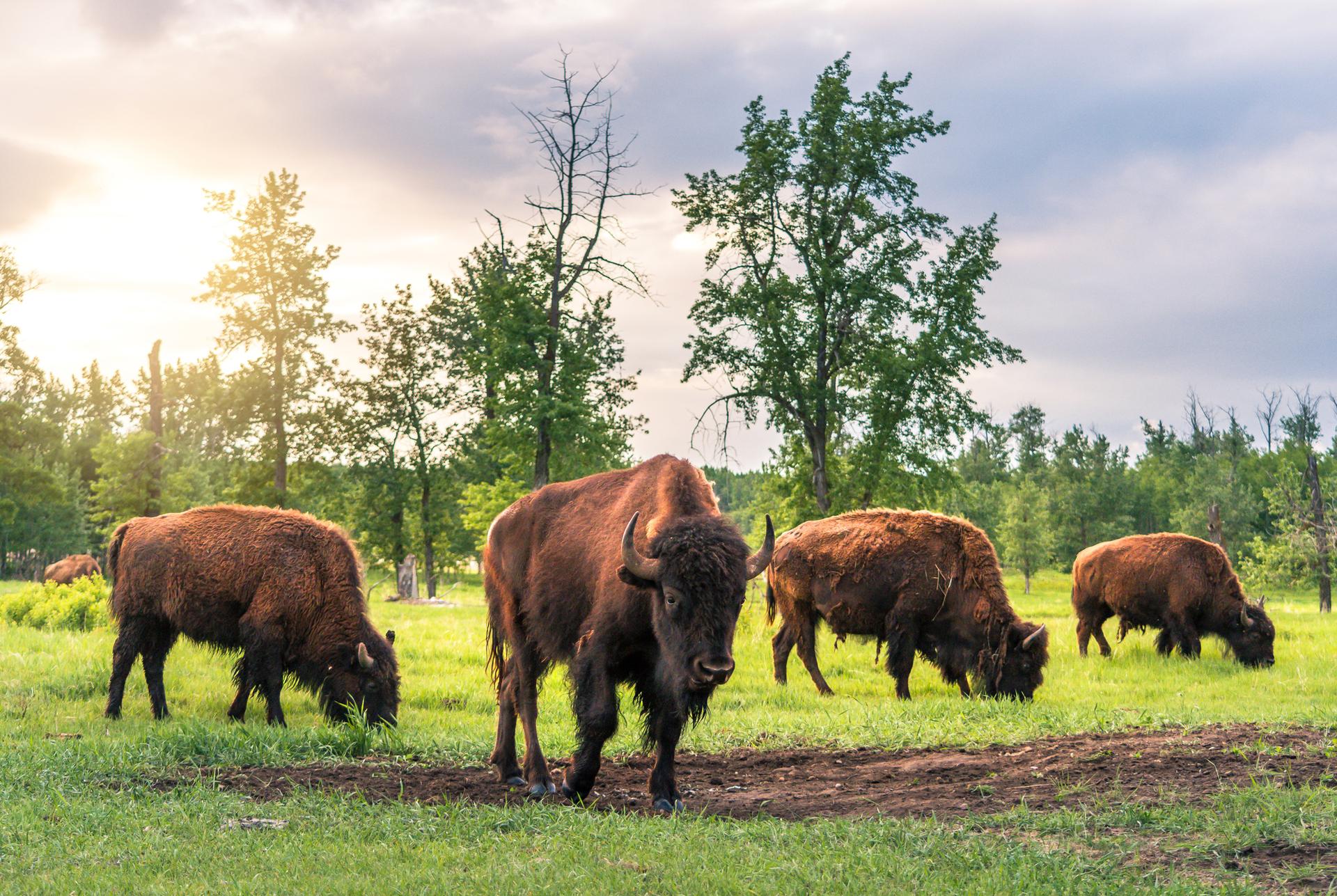 Grazing bison at Elk Island National Park