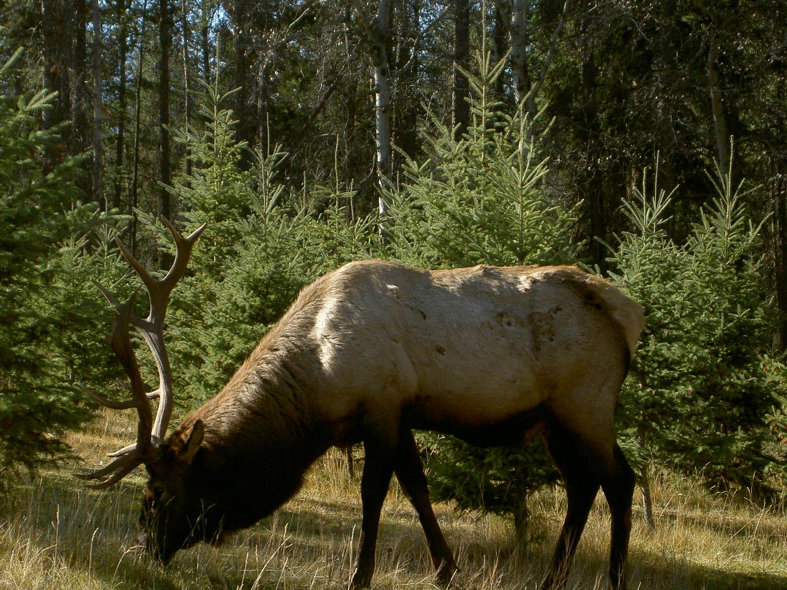 Alce Wapiti