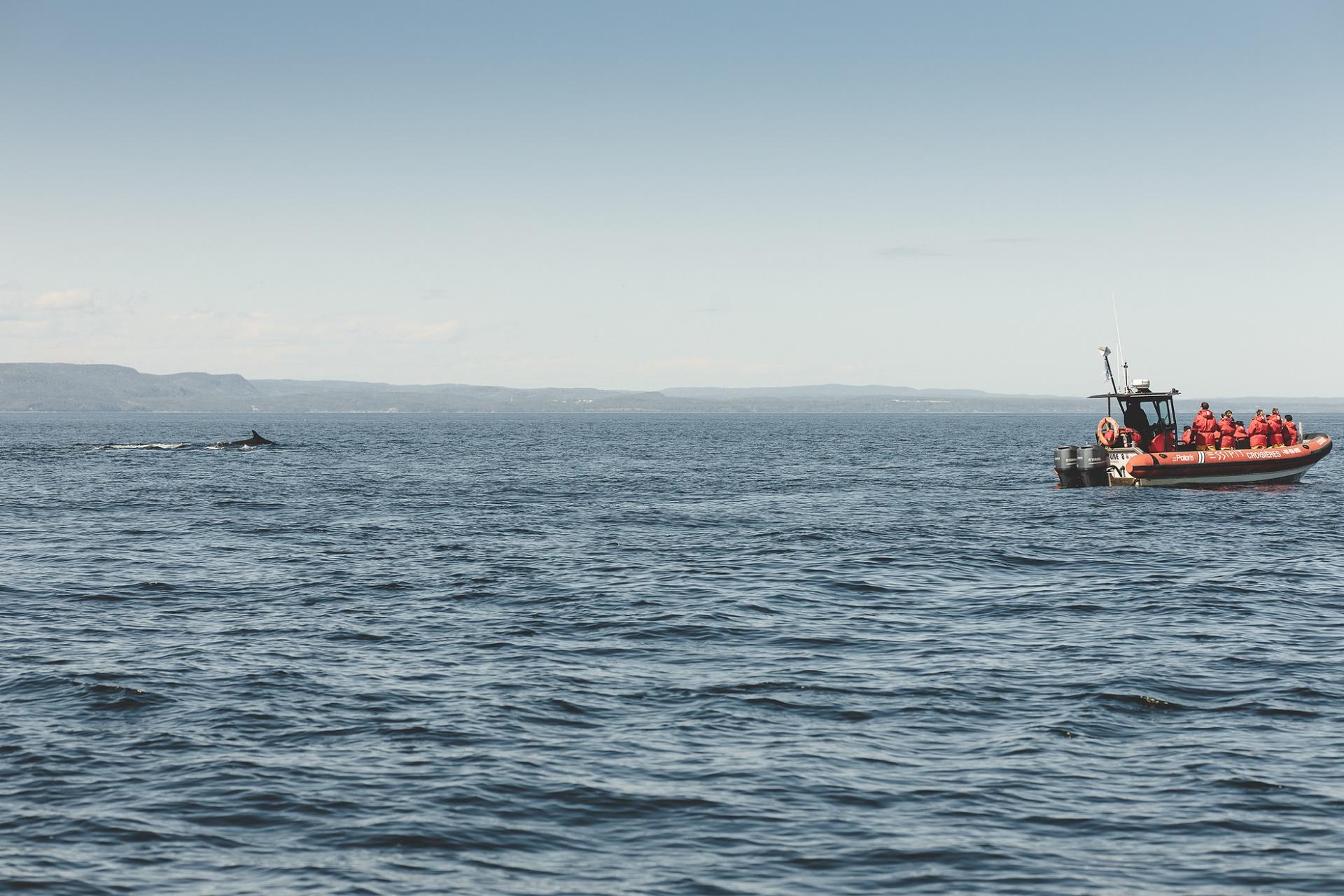 Whale-watching with Croisières Essipit