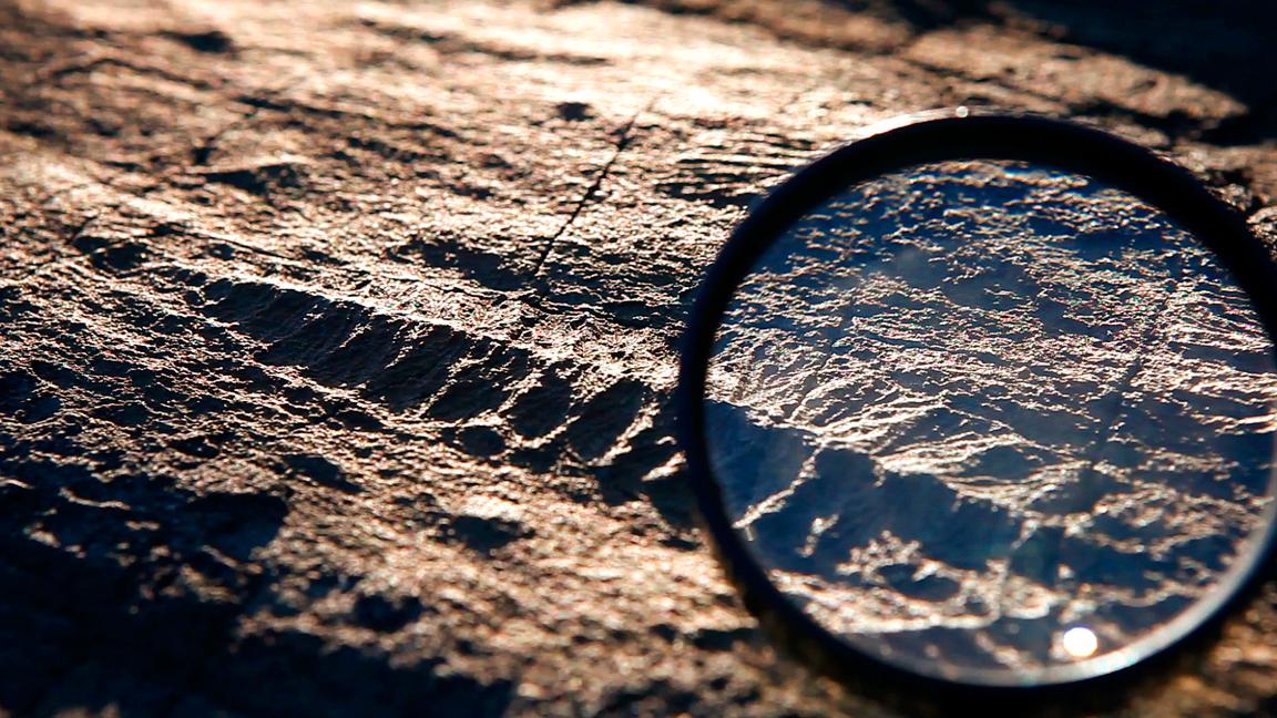 A fossil at Mistaken Point Ecological Reserve