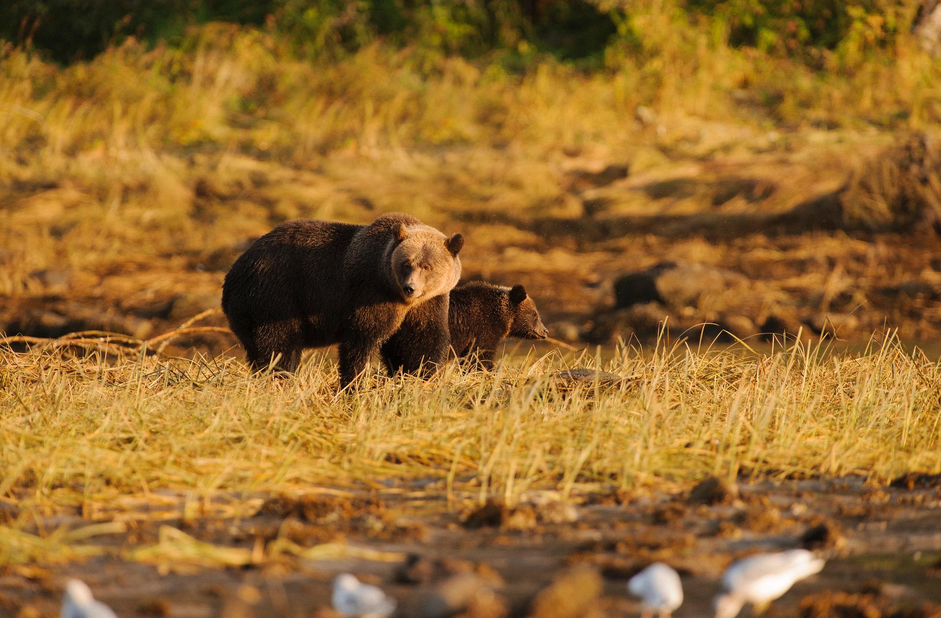 The Great Bear Rainforest