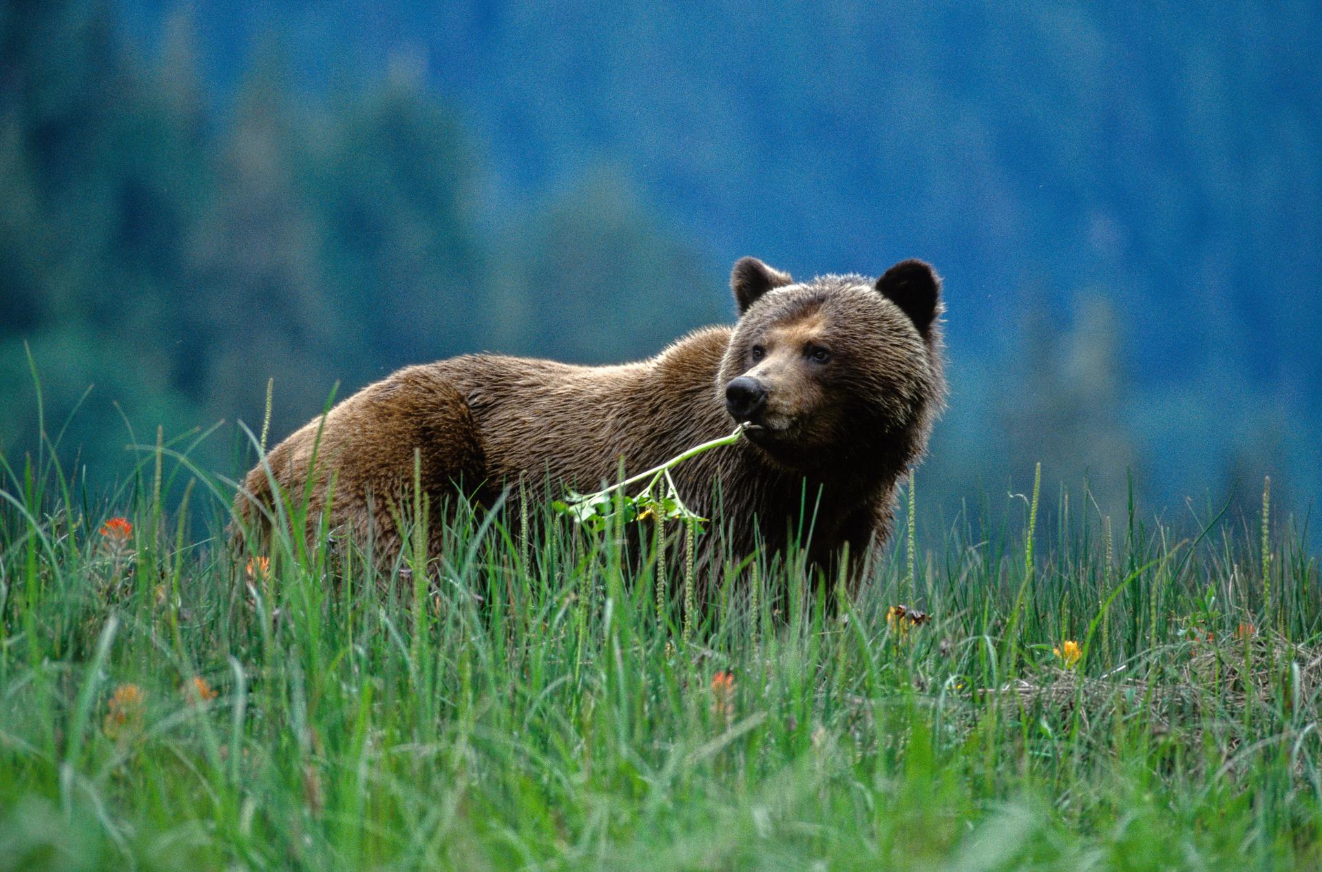 Grizzly Bear