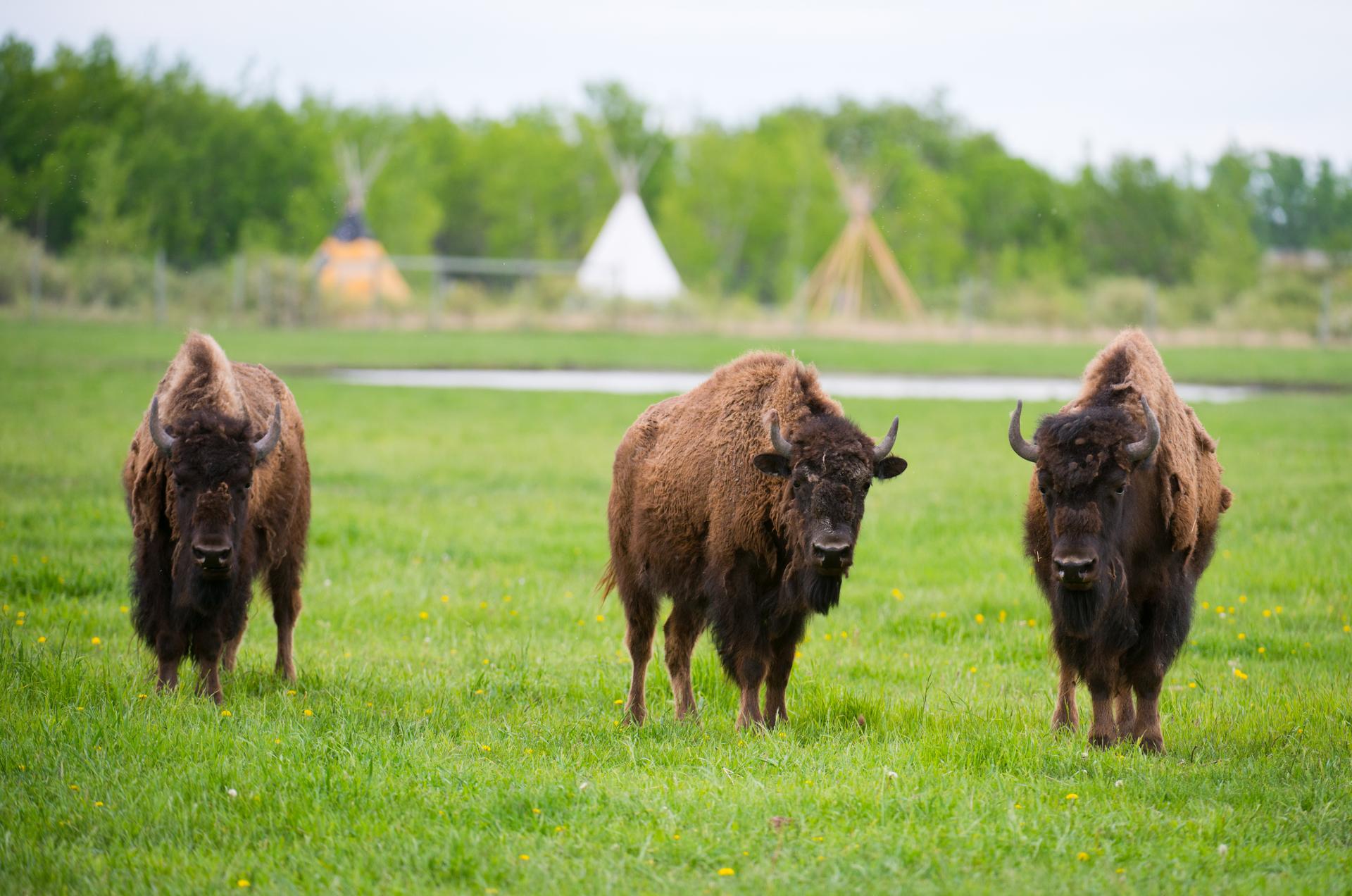 FortWhyte Alive Bison