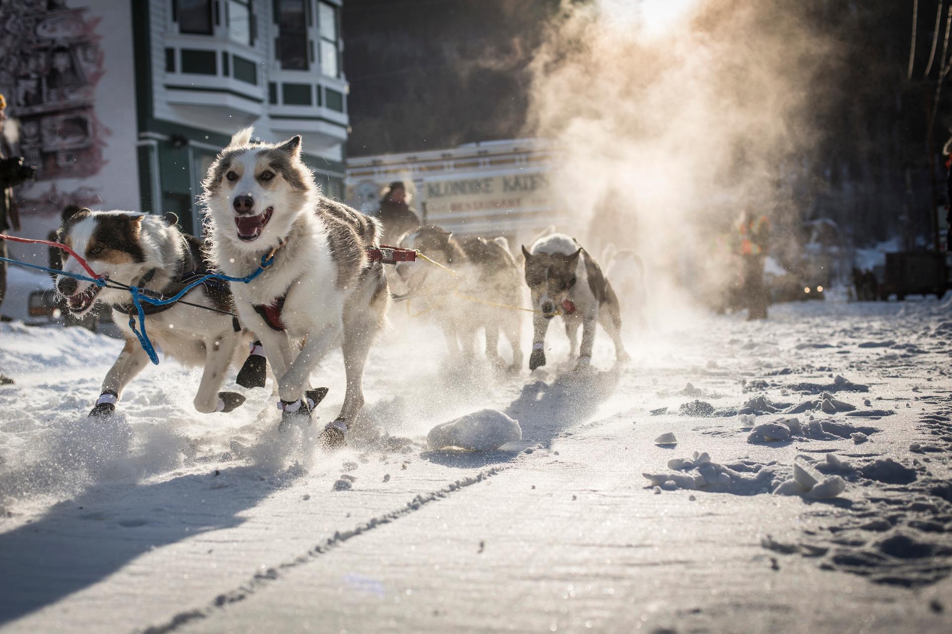 Dogsledding in the Yukon