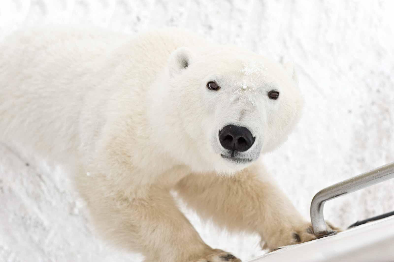 polar bear seen from tundra buggy adventures