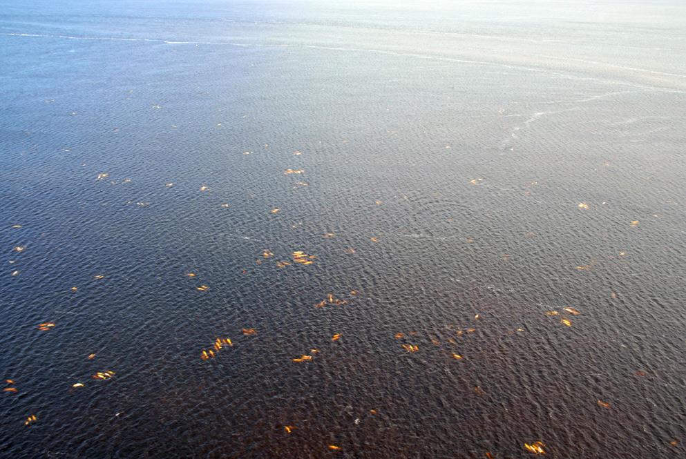 Hudson Bay Helicopters belugas