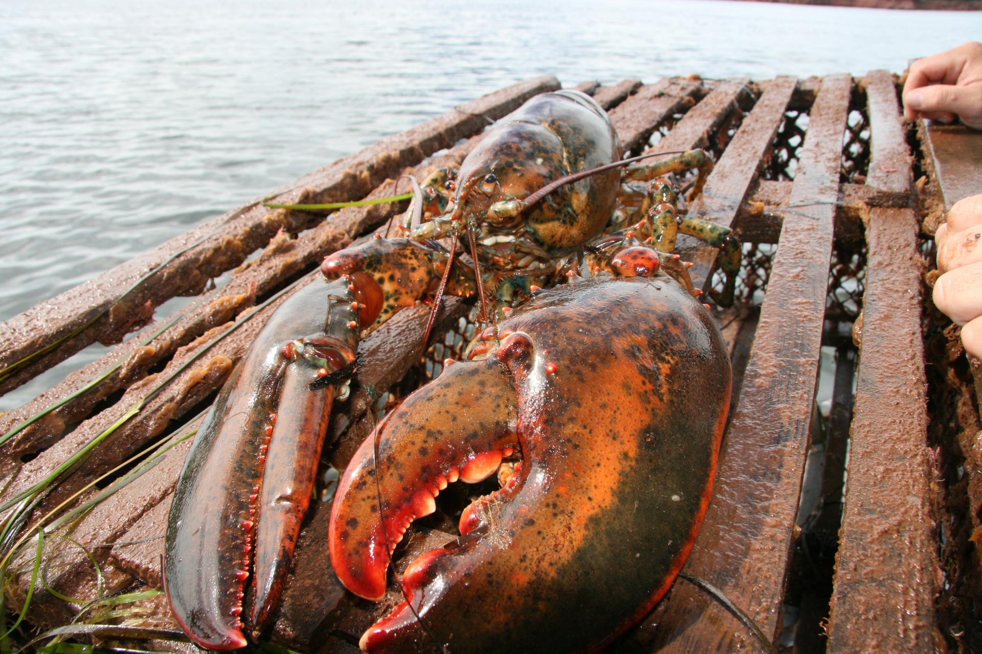 Charlottetown lobster fishing