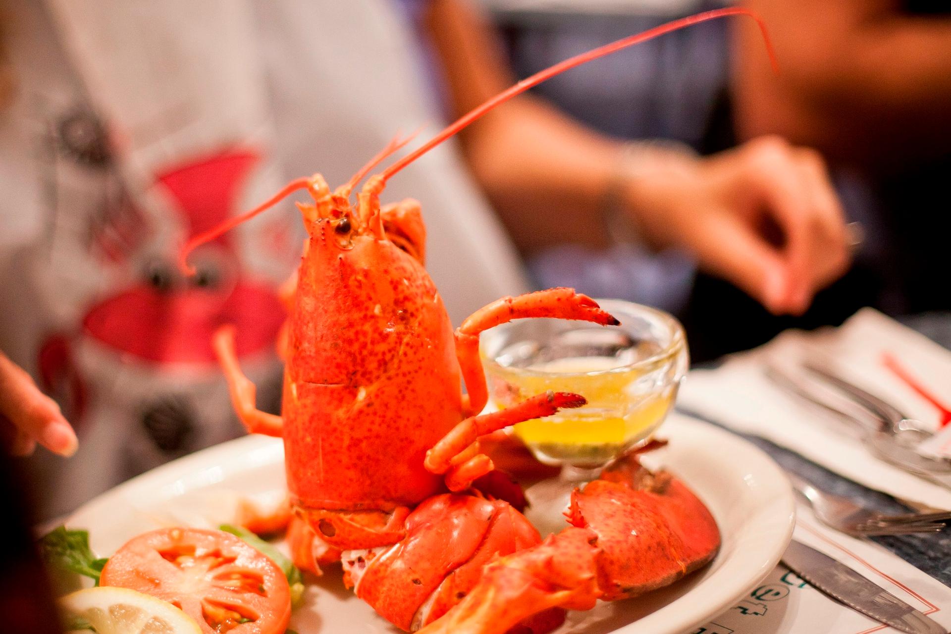 Bay of Fundy lobster