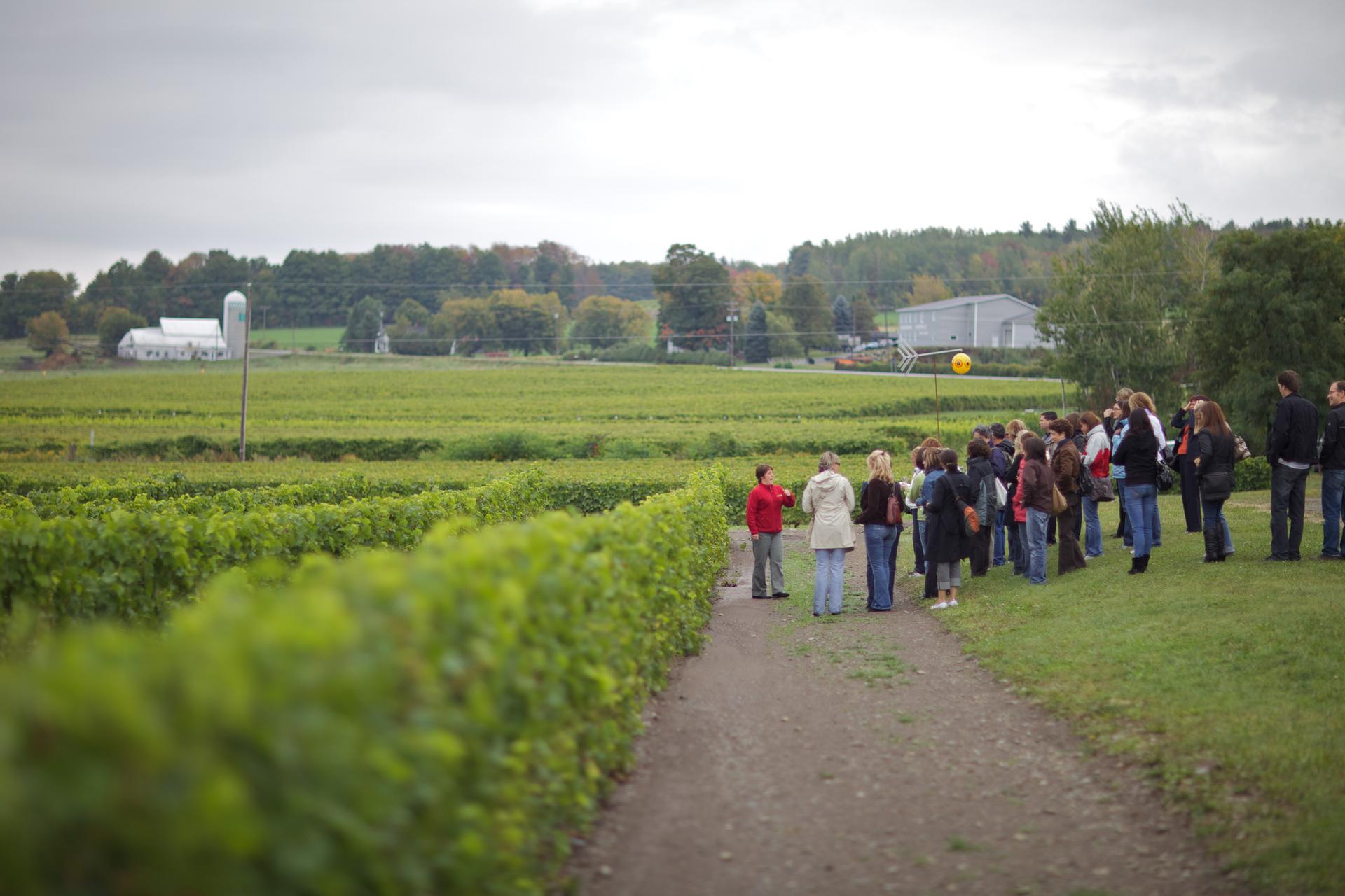 L’Orpailleur Winery, on the Brome-Missisquoi Wine Route