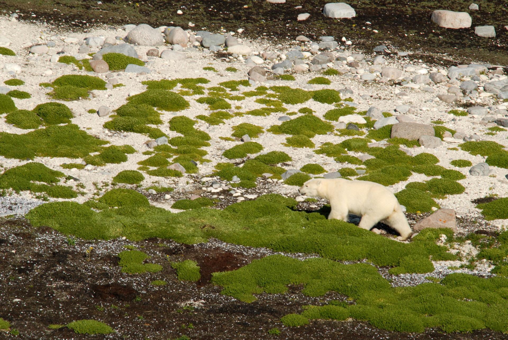 Churchill Manitoba summer safari