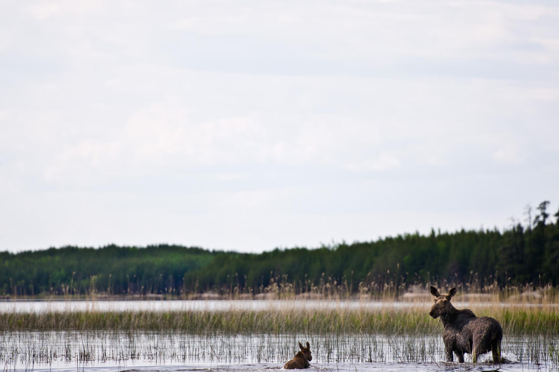 Manitoba moose