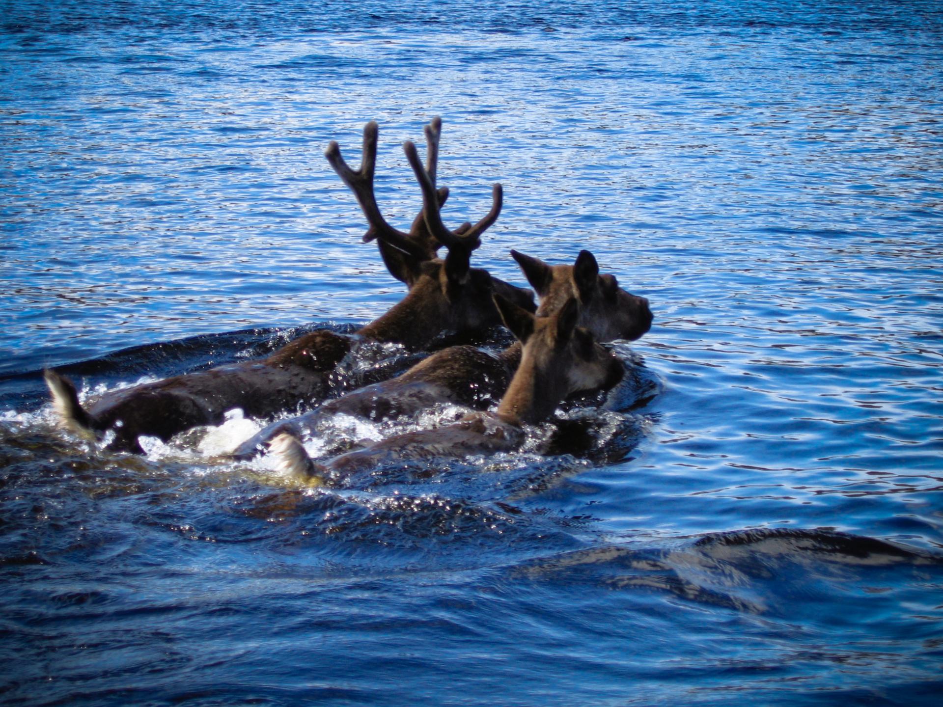 Observa vida salvaje en Manitoba