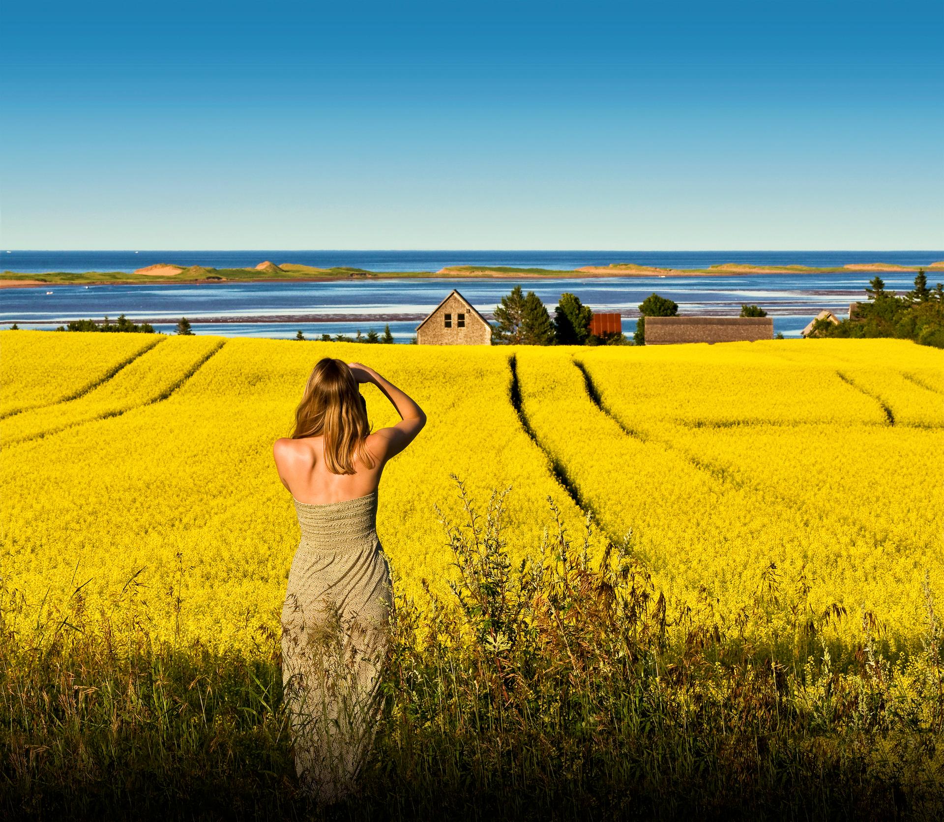Farm fields in Springbrook