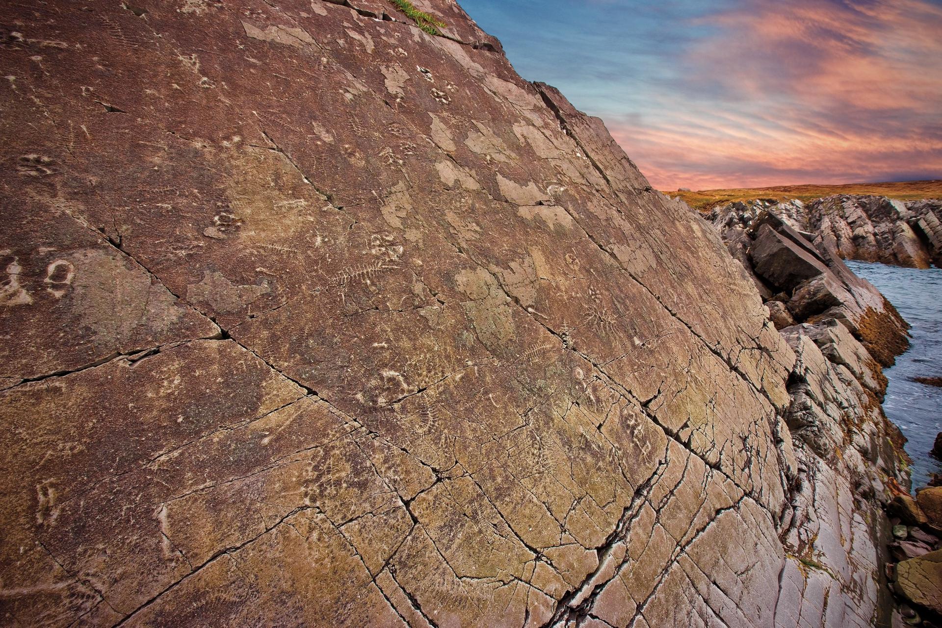 Mistaken Point Ecological Reserve Vertical Fossil Bed