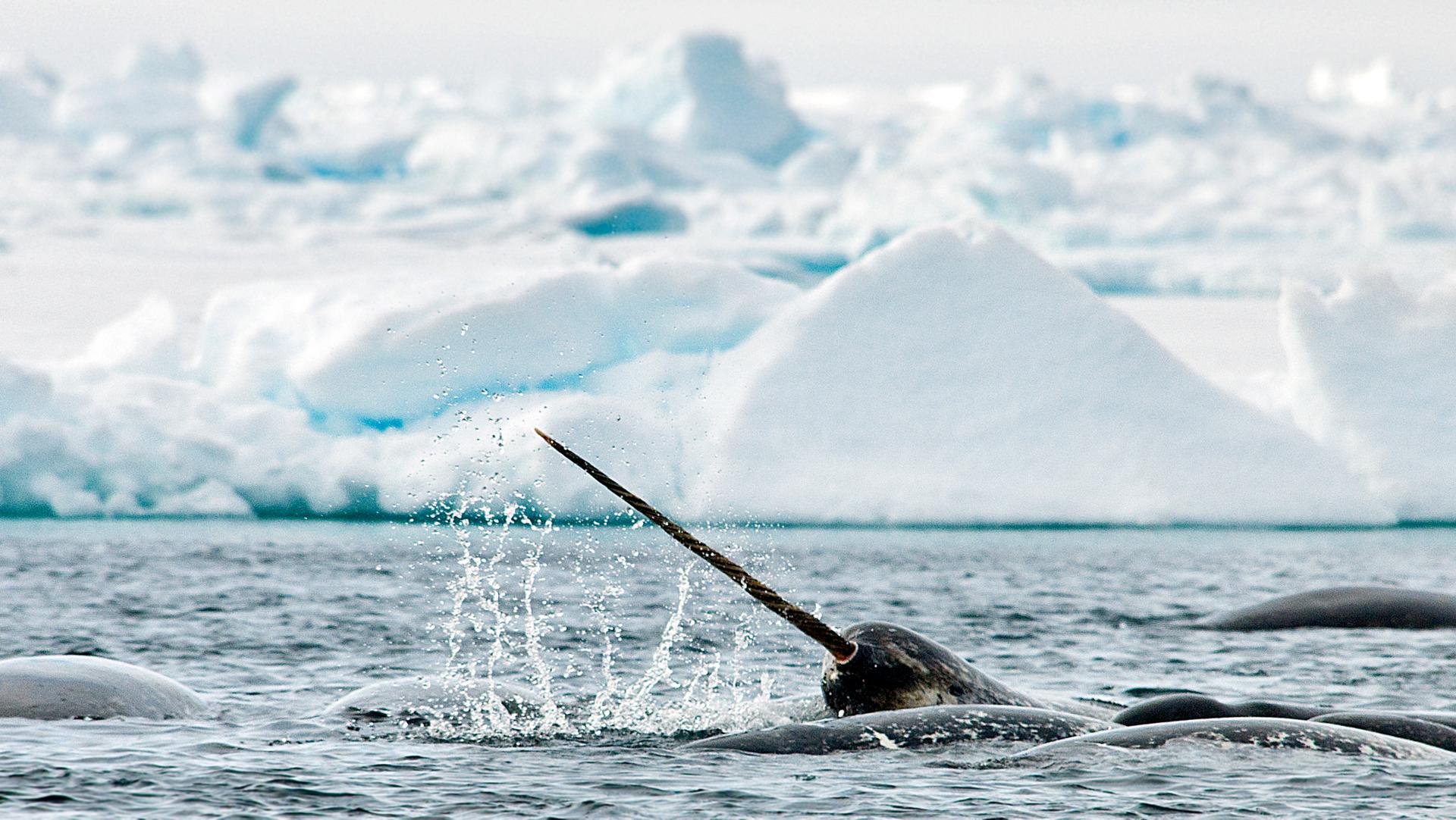 Narwhal and Polar Bear Safari - Arctic Kingdom Polar Expeditions - Credit: Michelle Valberg