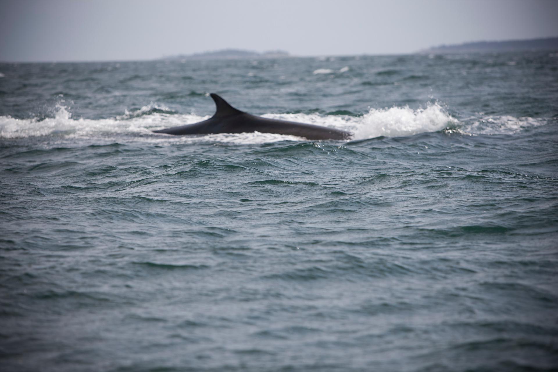 Whale watching New Brunswick
