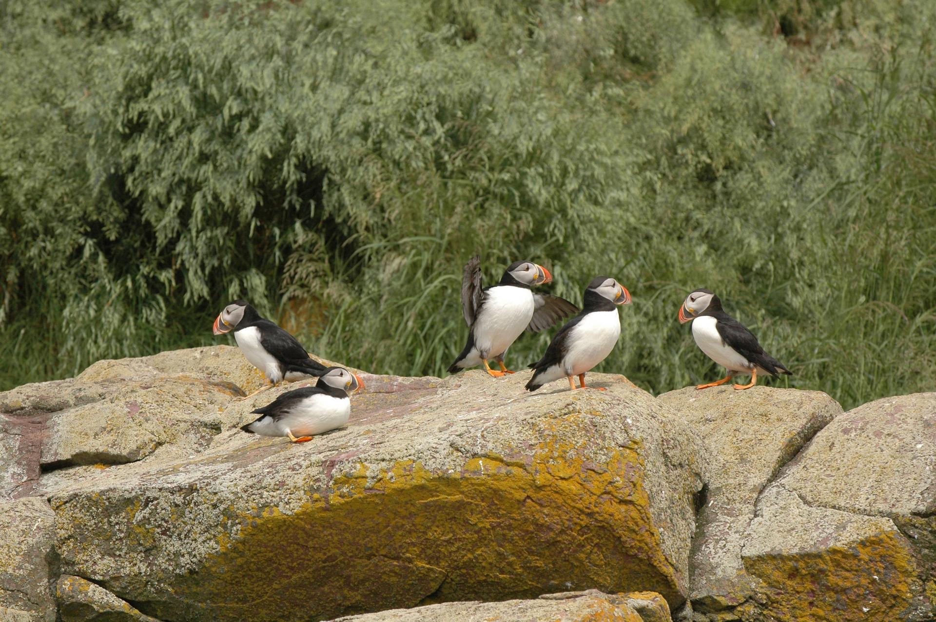 Gatherall’s Puffin and Whale Watch in Bay Bulls