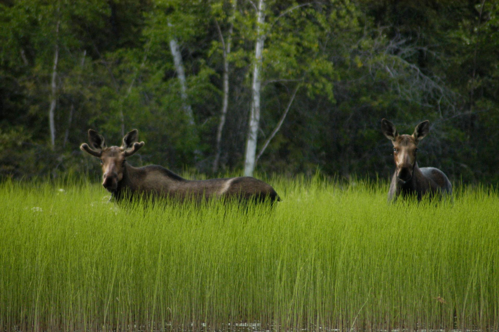 Moose in the Northwest Territories