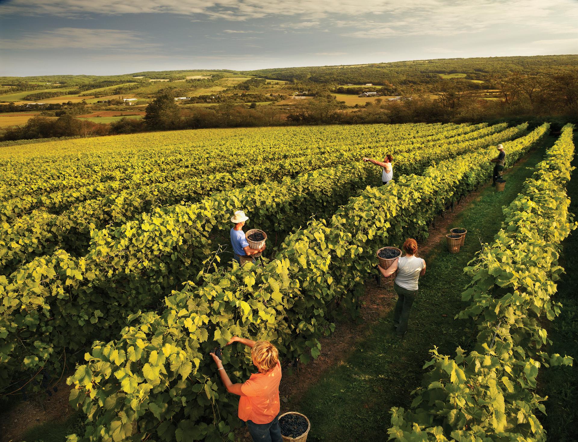 Annapolis Valley vineyard