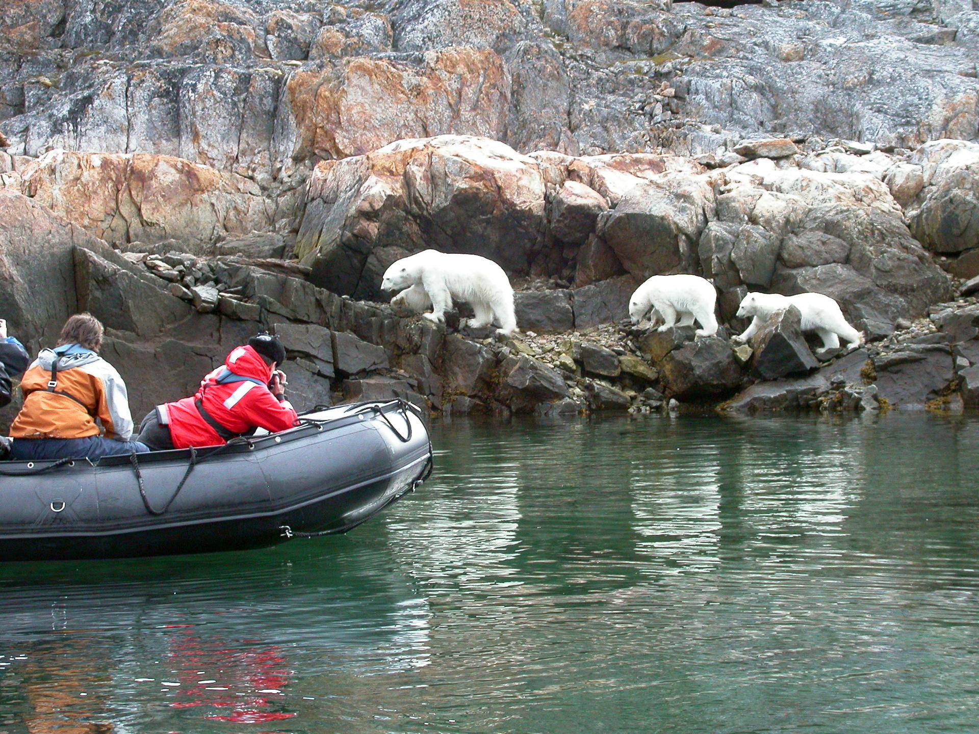 As well as the polar bear, you may spot other arctic wildlife including sea birds, bowhead, beluga, narwhal, and seal