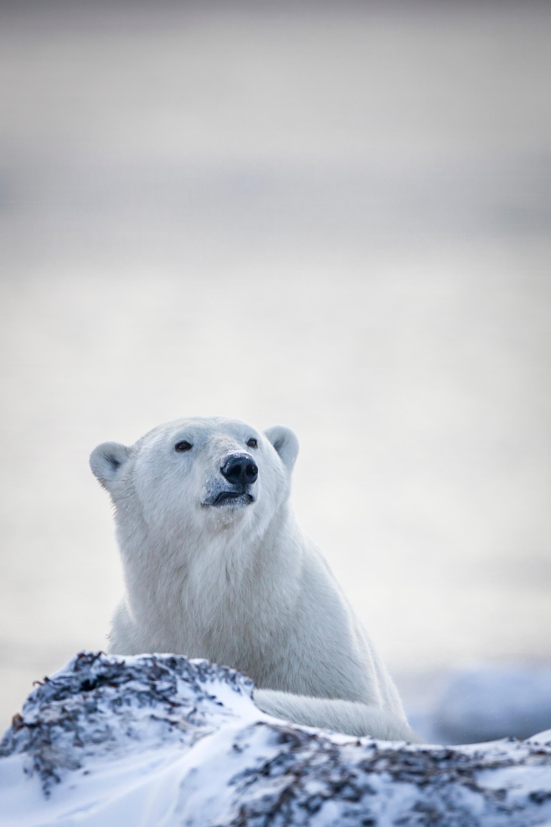 Polar Bears - Nunavut