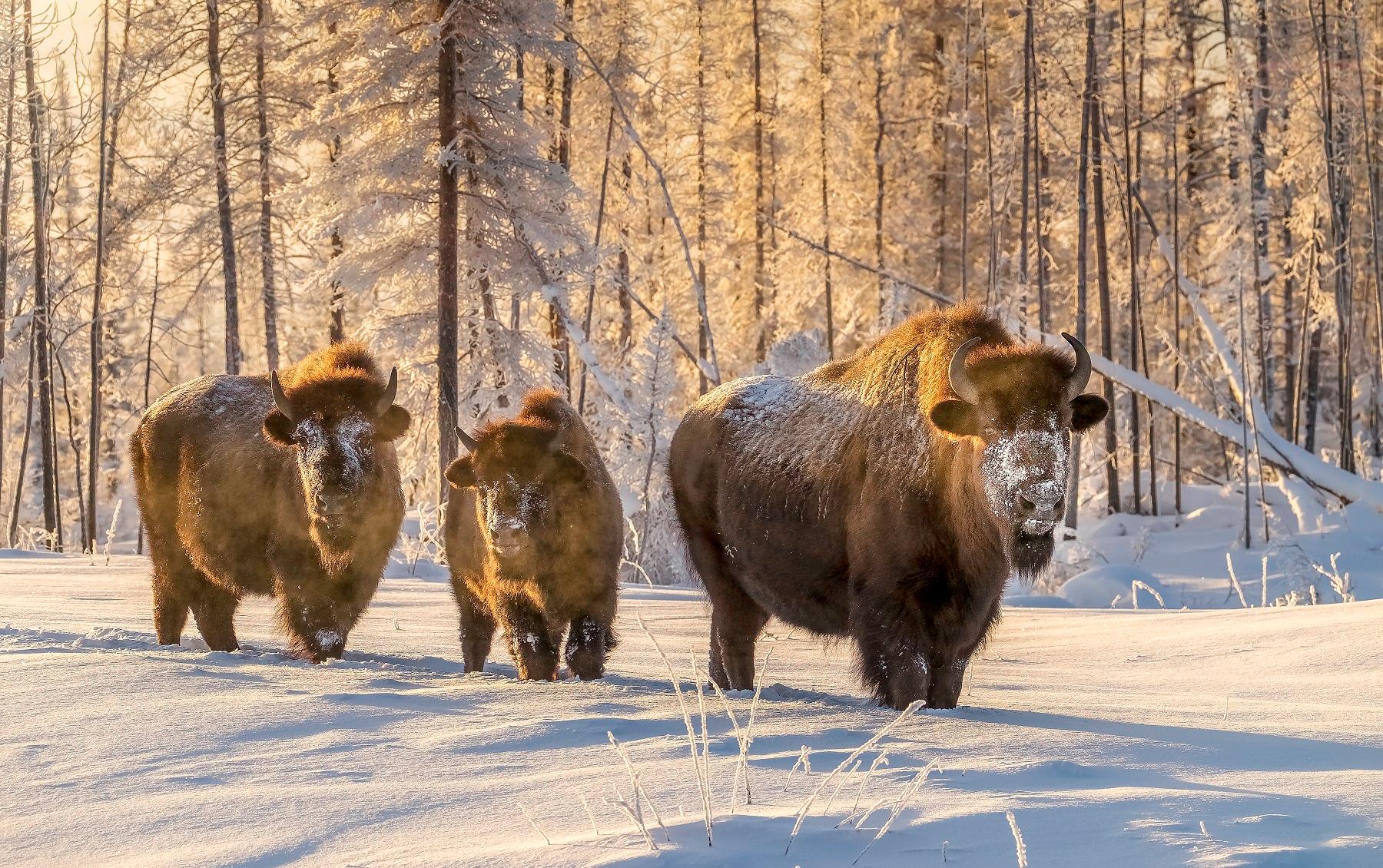 Bison, Northwest Territories