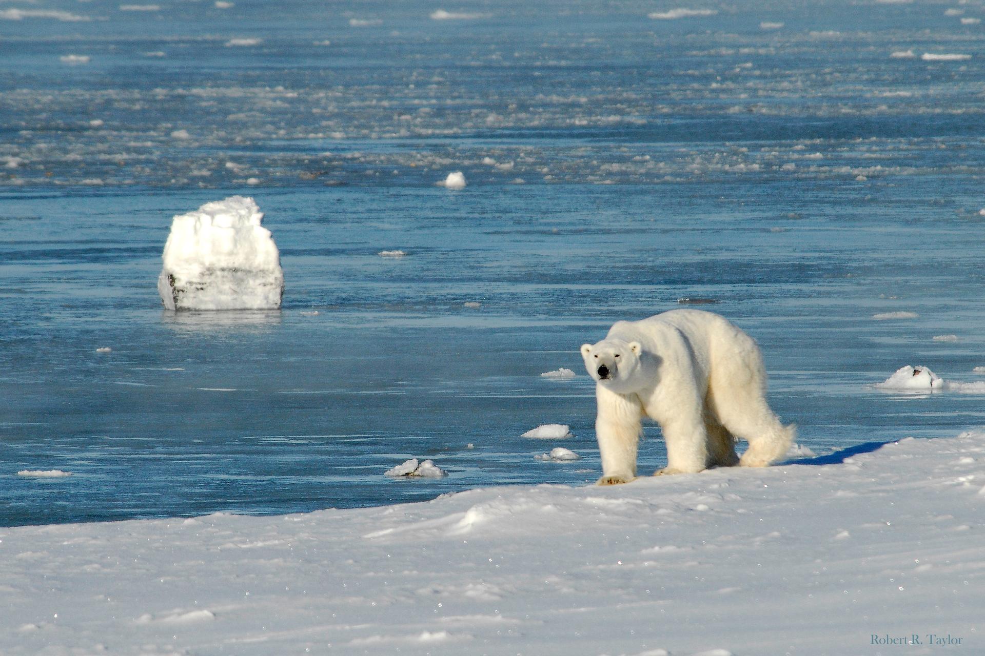 Spotting polar bears with The Great Canadian Travel Company