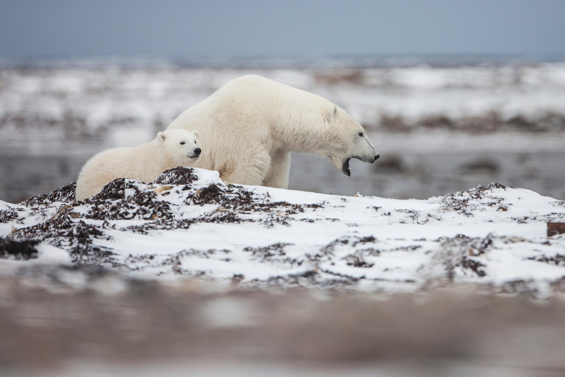Fly-in photo safaris allow you to get close to polar bears
