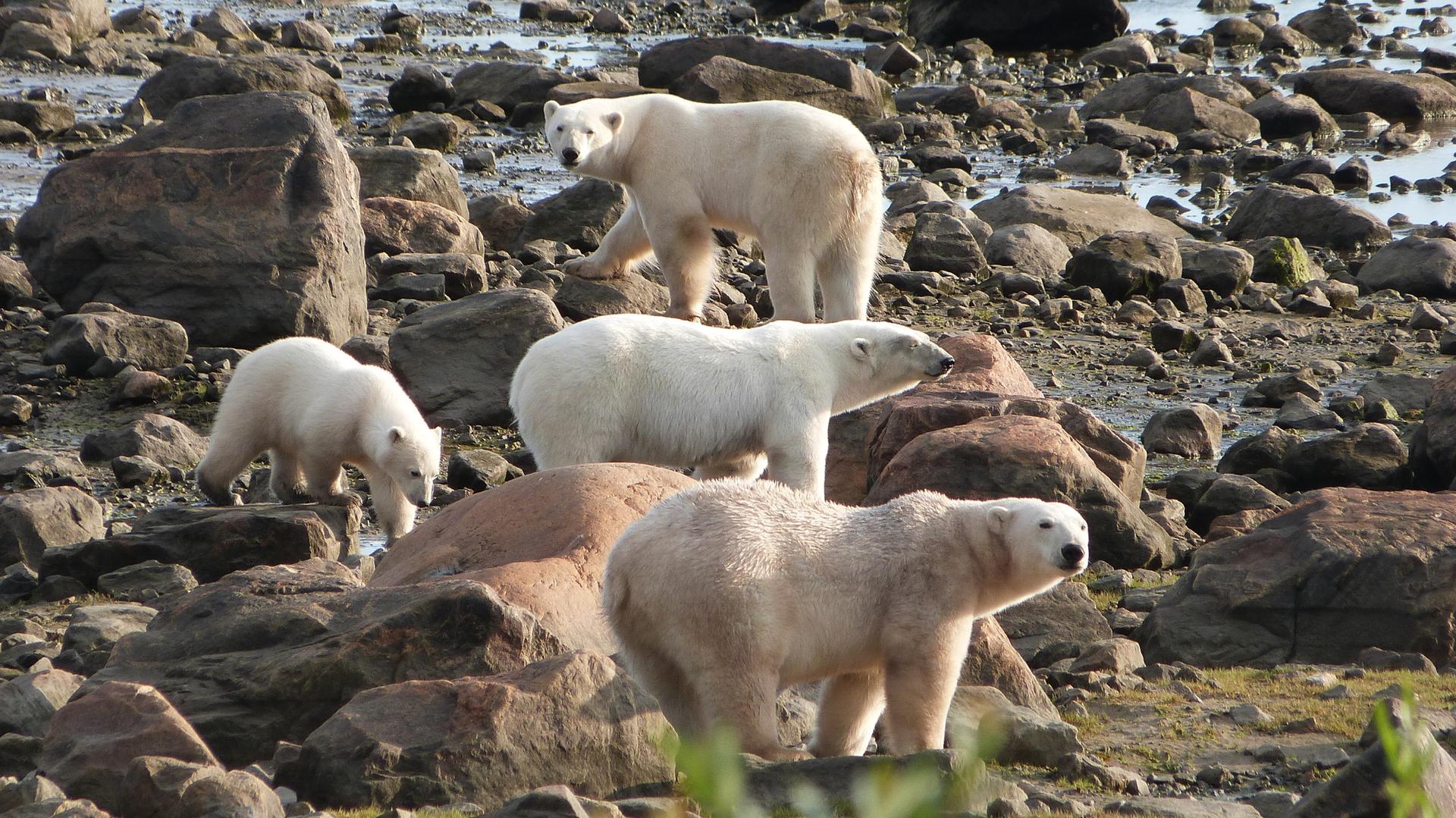 Polar Bears - Credit: Churchill Wild/Terry Elliott