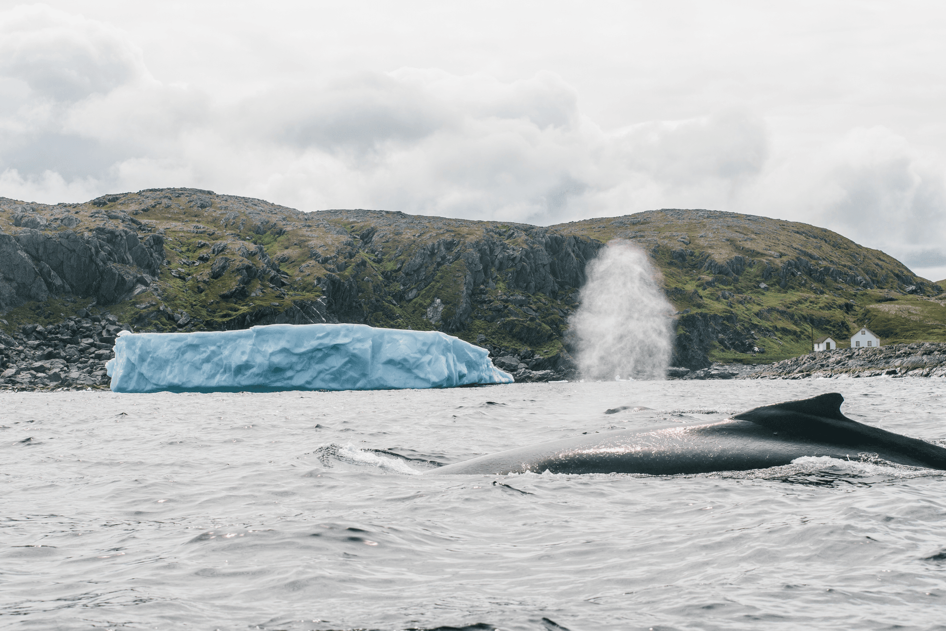 Whale watching, Quirpon Island, Newfoundland and Labrador