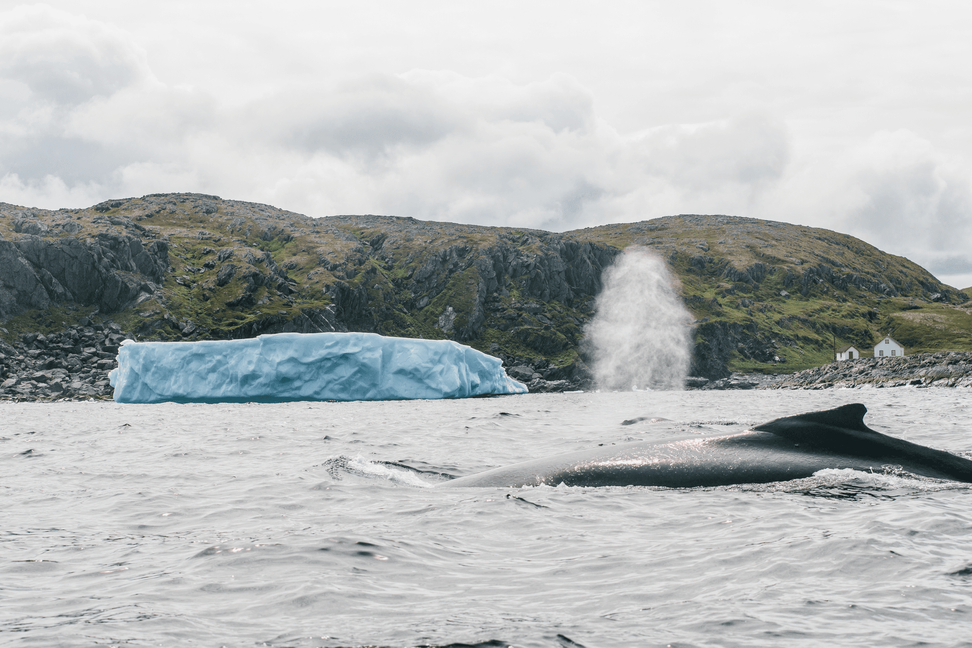 ニューファンドランド＆ラブラドール州キルポン島の巨大なクジラ – credit: Finn Beales