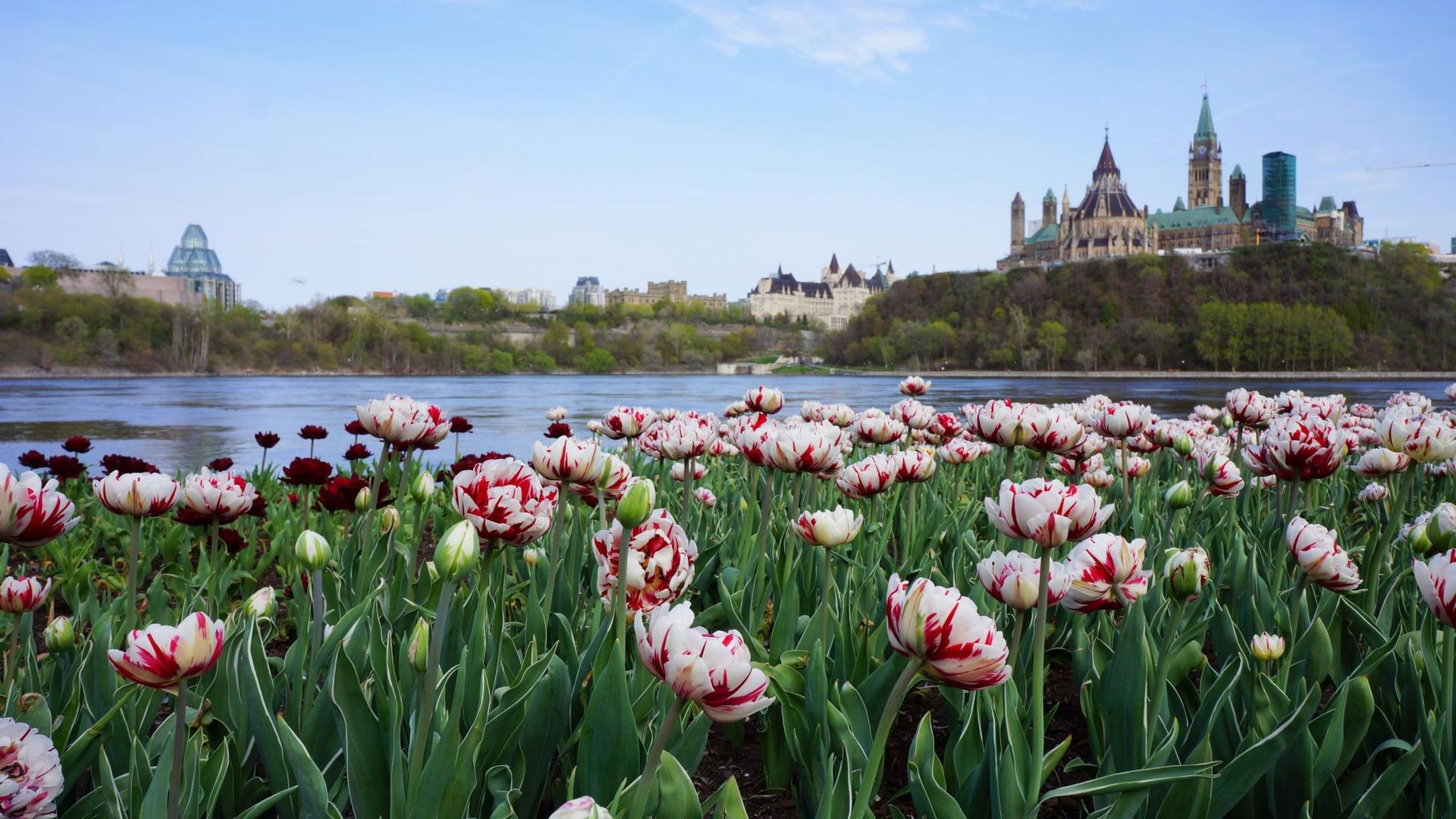 Photo of tulips along the Ottawa River