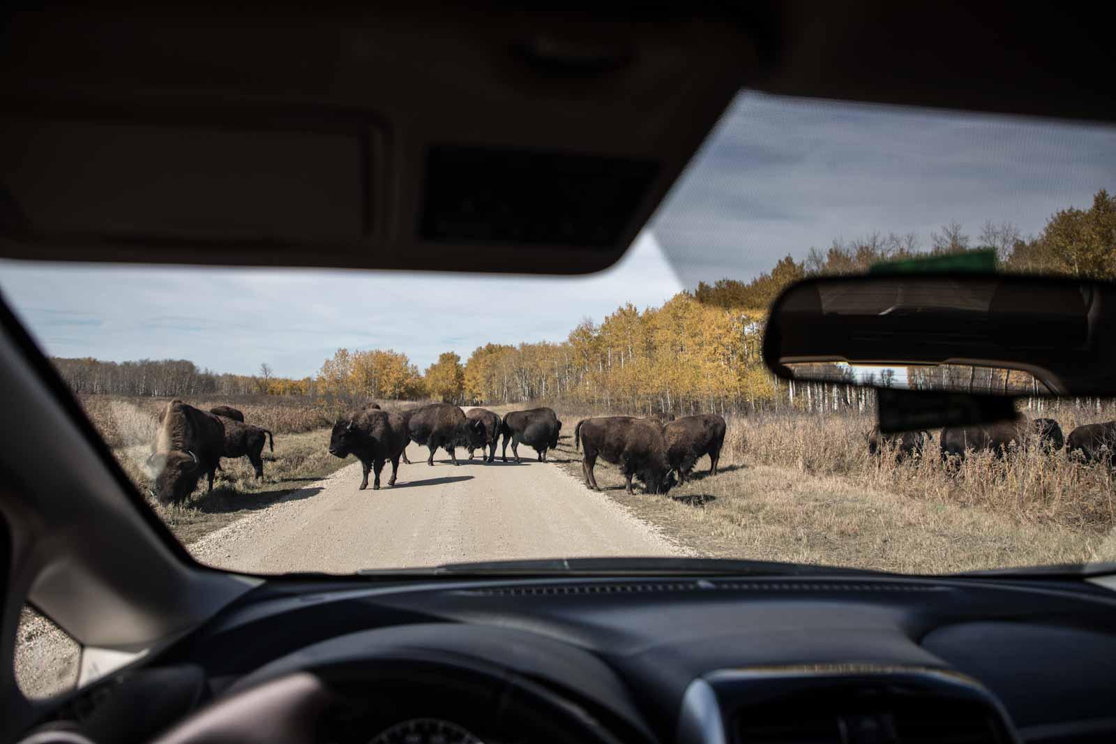 Riding Mountain National Park bison