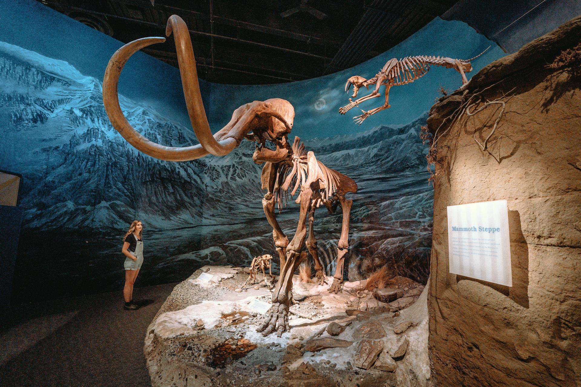 Royal Tyrrell Museum in Drumheller, Alberta