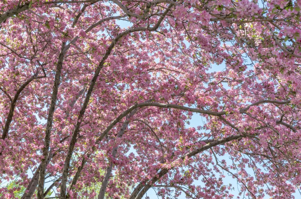 Photo of cherry blossoms in Mont Royal