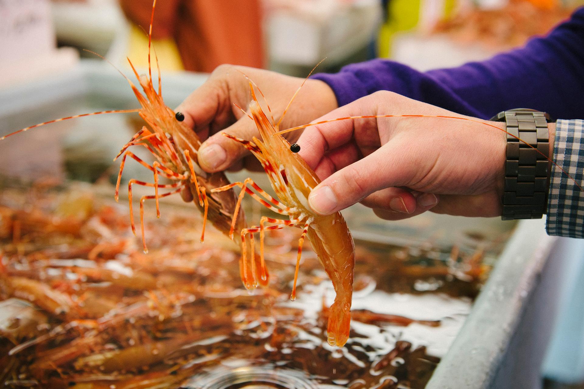 Spot Prawns