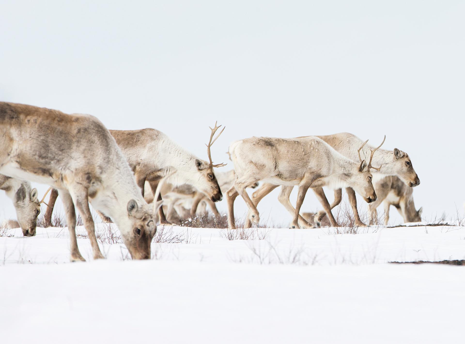 Spring Caribou Migration, Nunavut