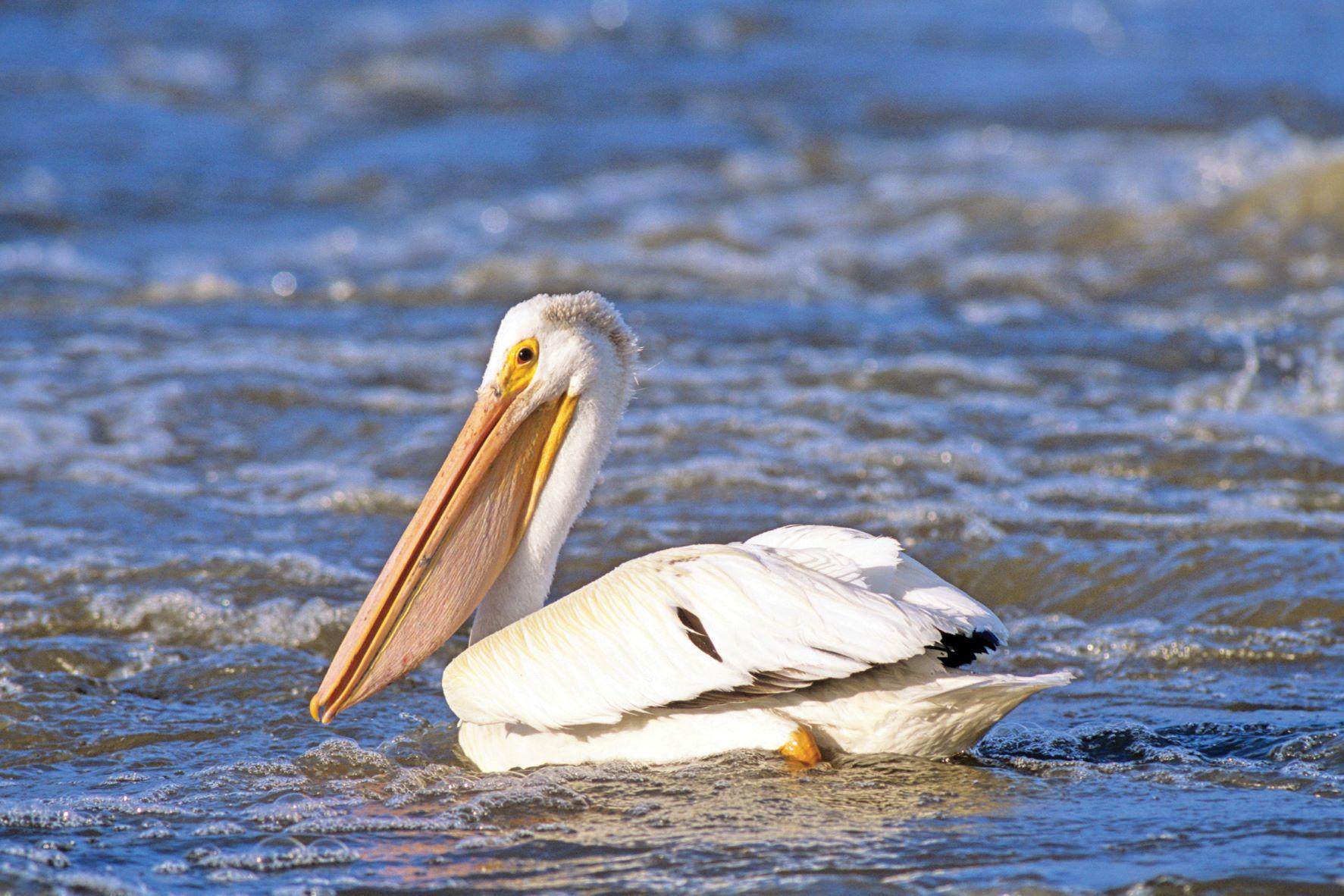 White Pelicans, Northwest Territorie