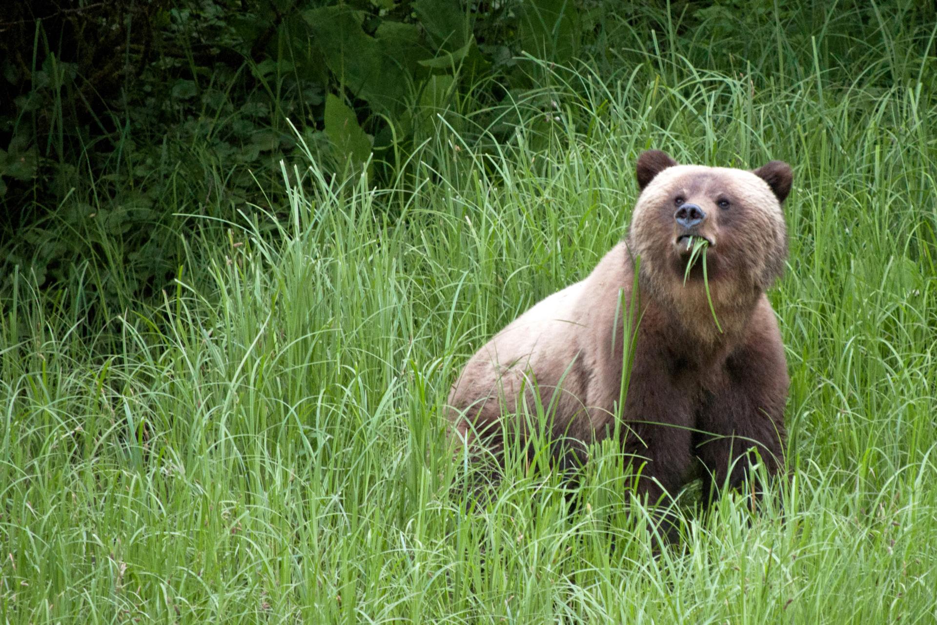 Bears in British Columbia