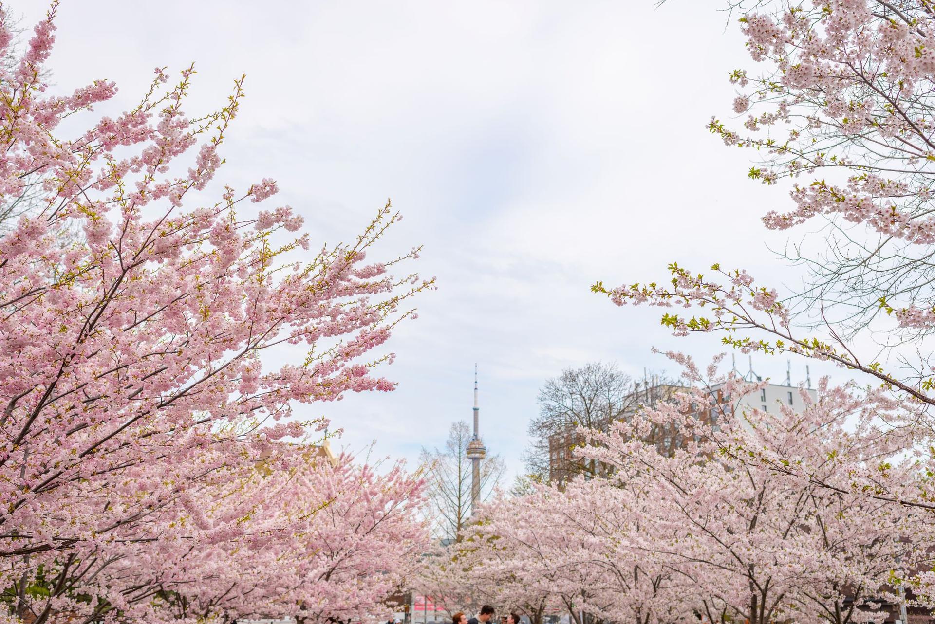 Photo of Cherry Blossoms in Trinity Bellswoods Park, Toronto