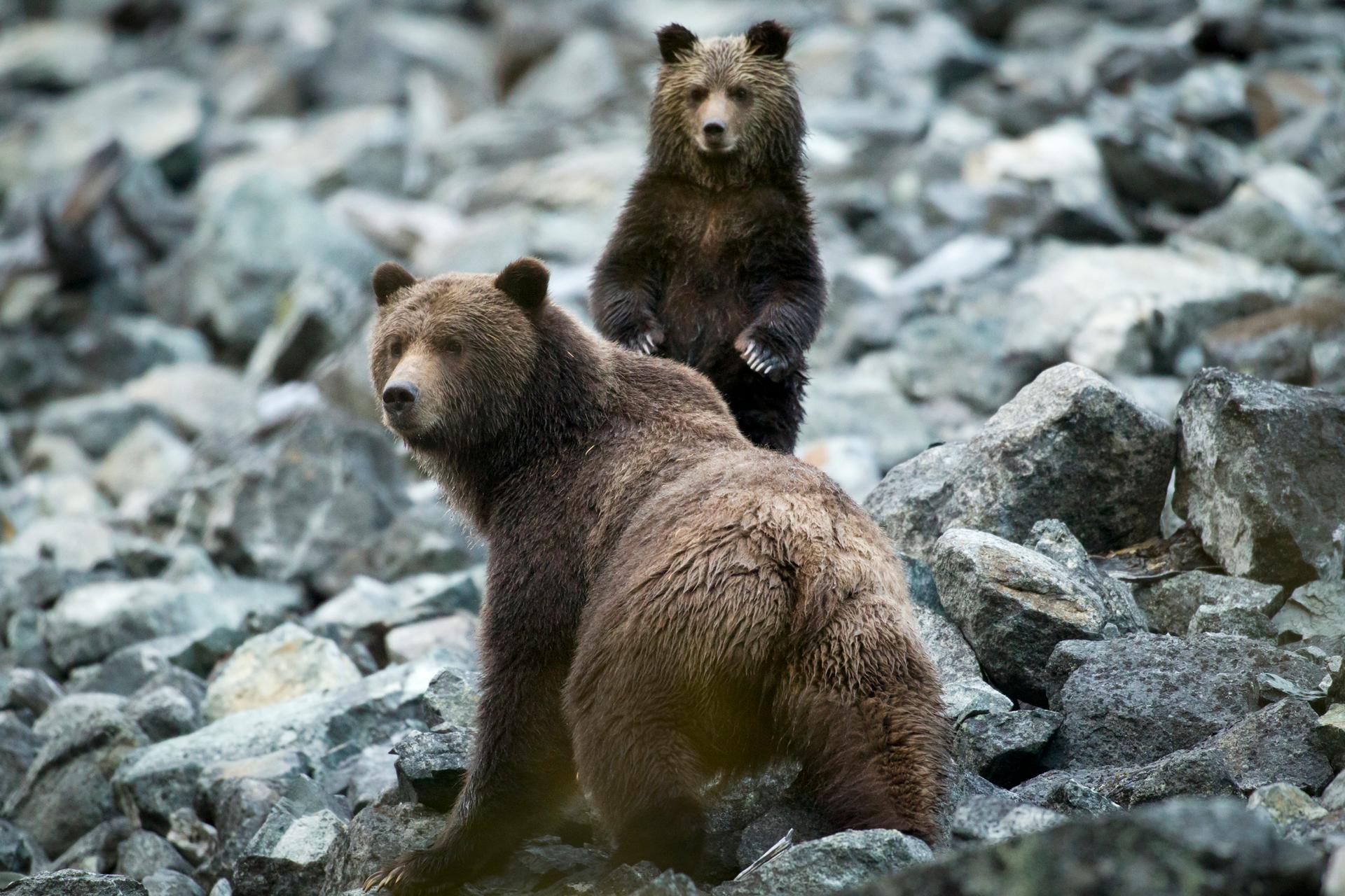 Tweedsmuir Park Lodge