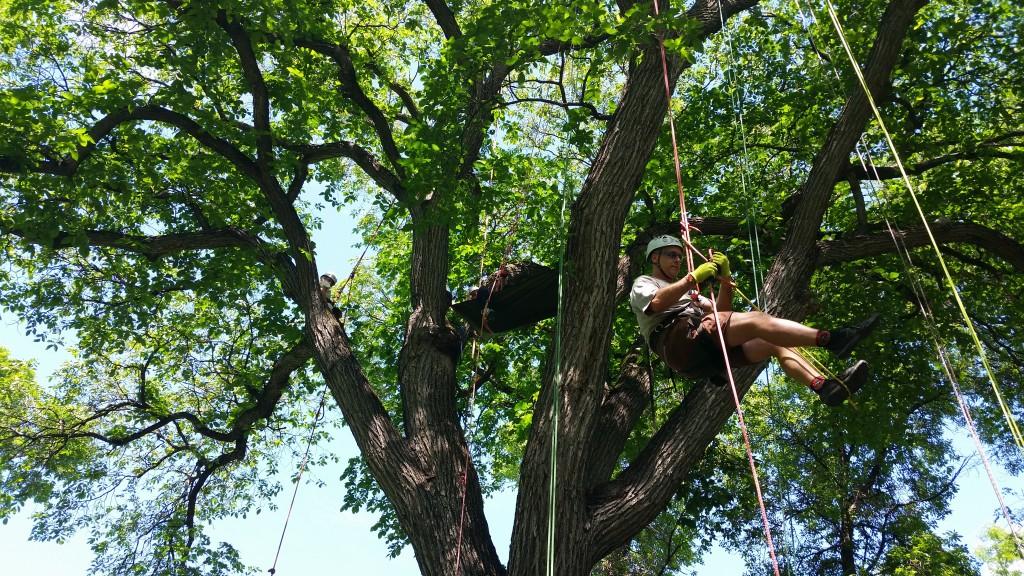 Urban tree climbing in Manitoba
