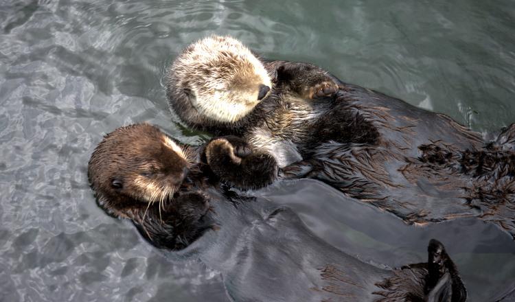 Vancouver Aquarium Sea Otters Tanu and Katmai Rafting