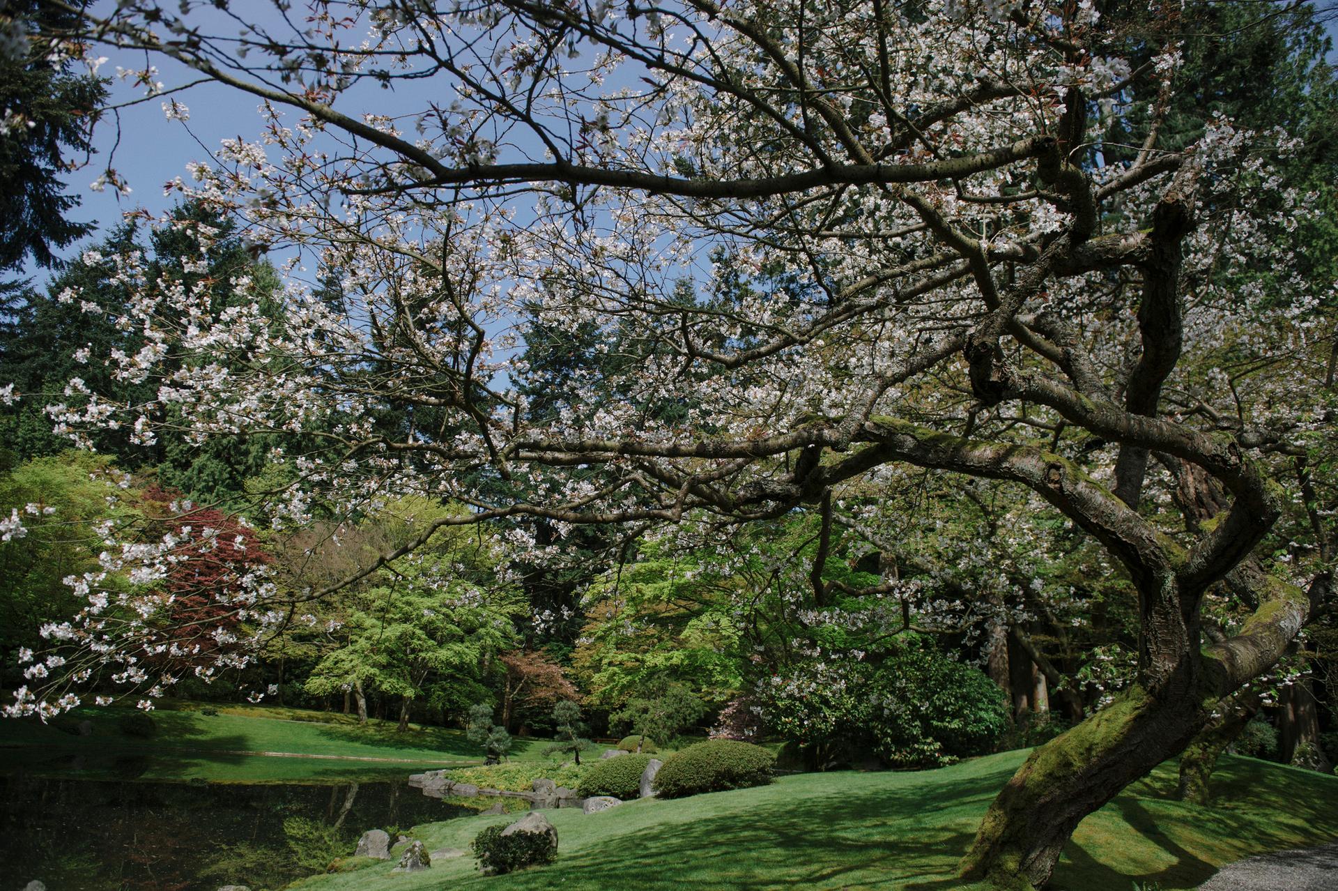 UBC Nitobe Memorial Garden