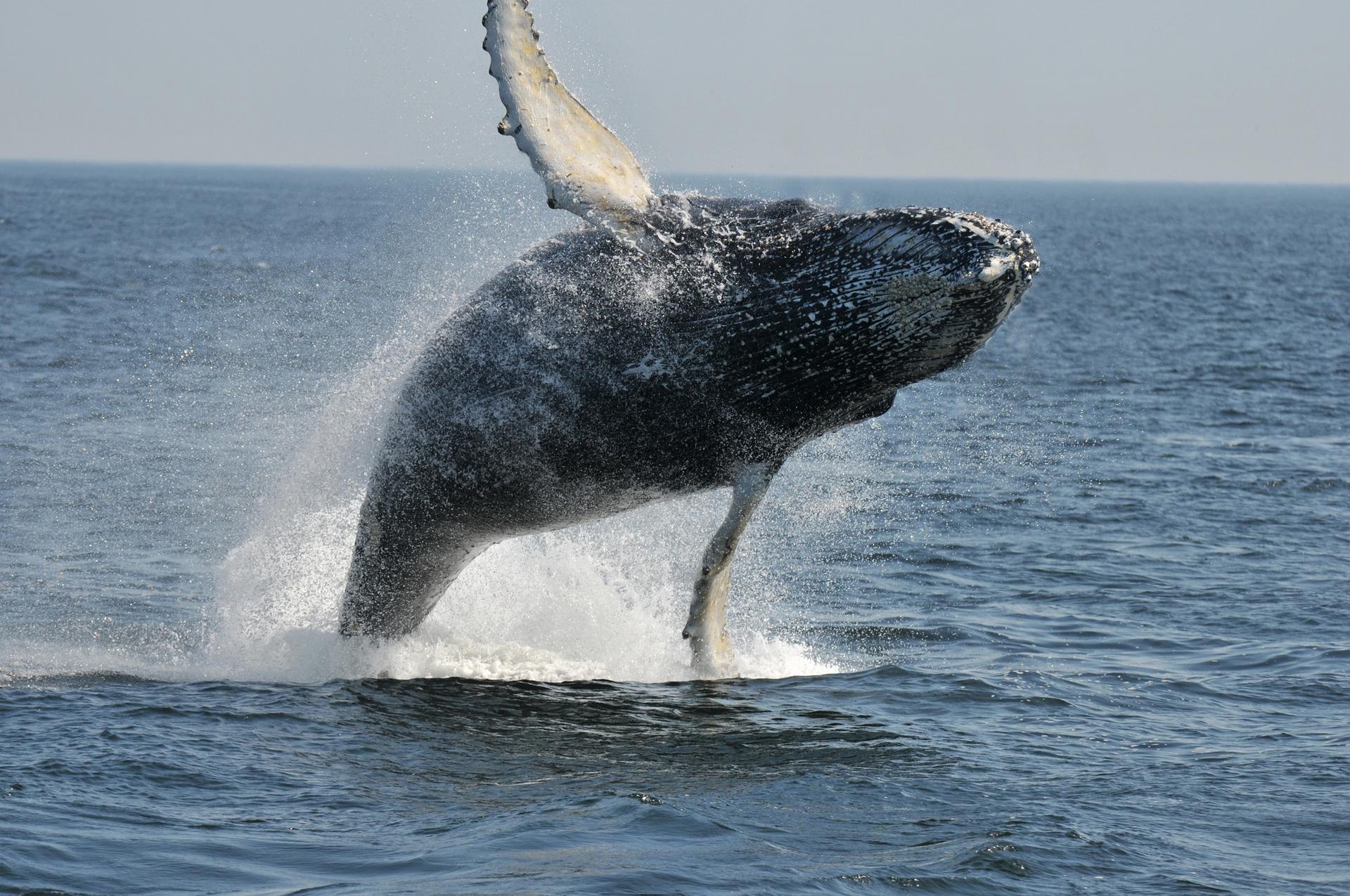 The Whale Route (Route des Baleines) – Credit: Gremm